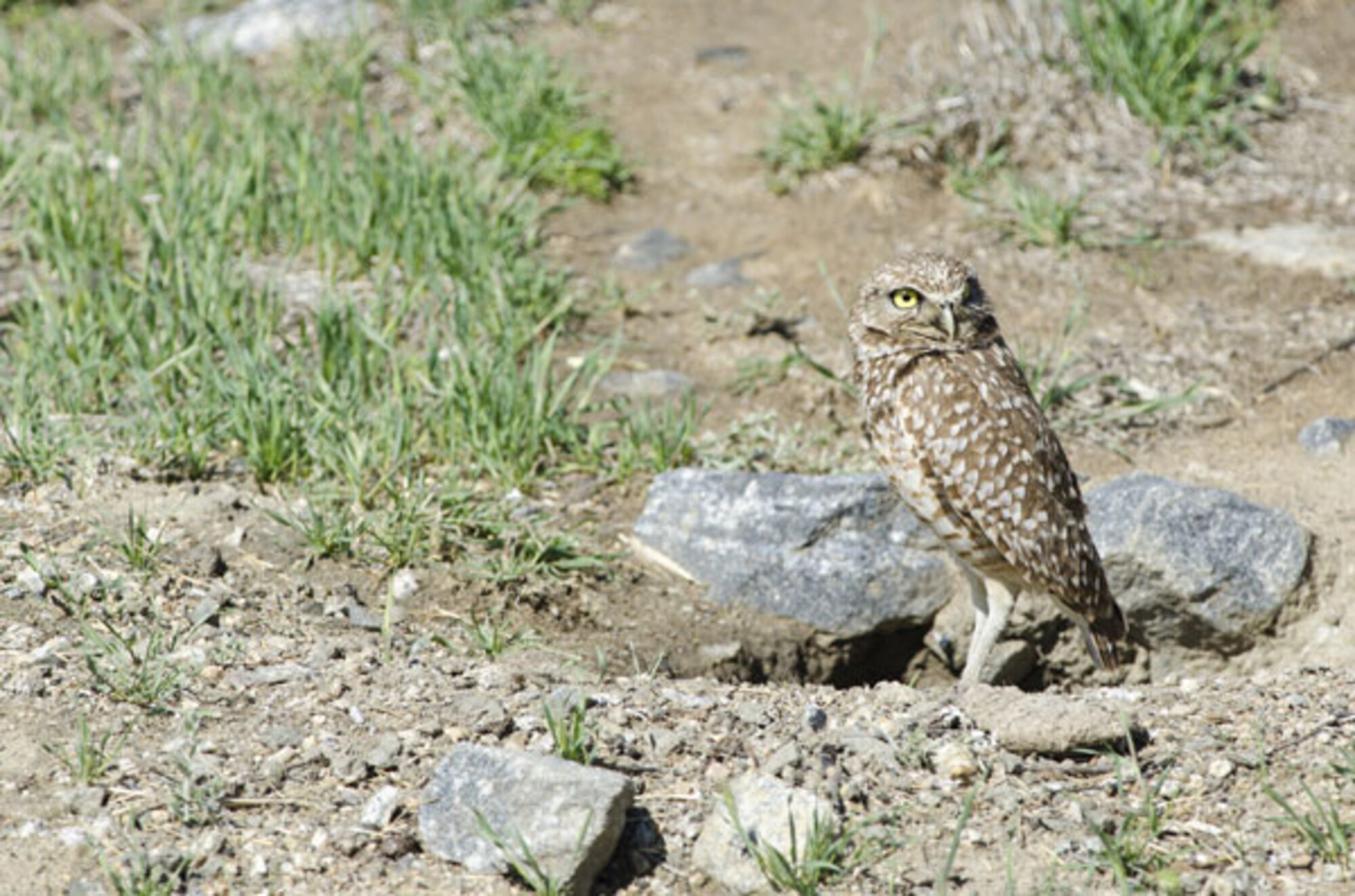 The grasslands at the former McClellan Air Force Base are home to burrowing owls, a species of concern across most of the western United States.