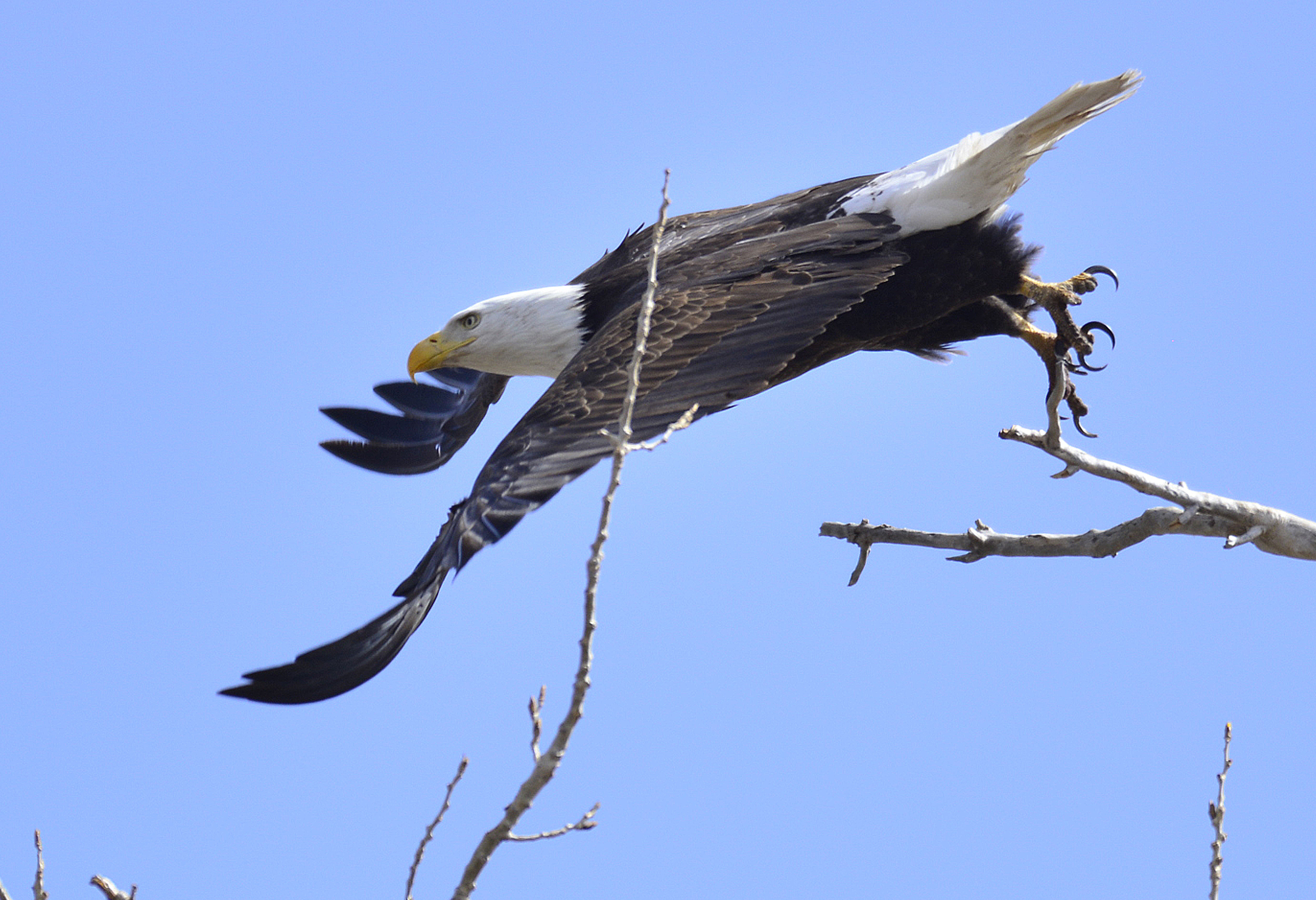 Schriever photographer snares elusive bald eagle photos > Air Force ...