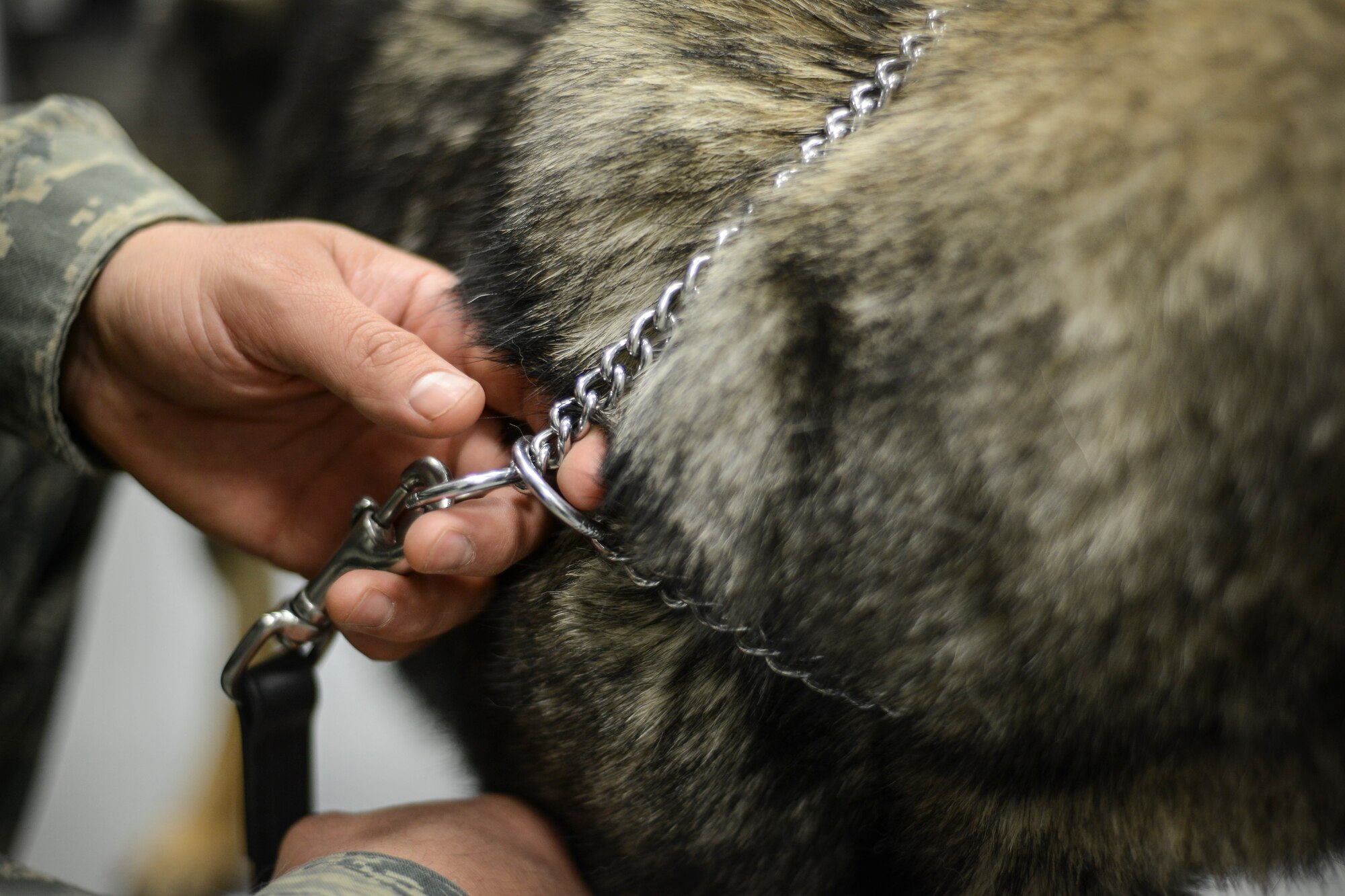 Staff Sgt. Manuel Gamboa, 31st Security Forces Squadron military working dog trainer, holds Soma, 31st SFS explosives detection dog, during an examination at the base’s veterinary clinic March 29. The Aviano Air Base kennel employs attendants to ensure each dog is fed and kept clean at all times and on-call veterinary assistants in case of an emergency. Additionally, each dog handler and trainer takes their responsibilities seriously, working 12-15 hour shifts and coming in during their time off to take care of their dog. (U.S. Air Force photo/Senior Airman Katherine Tereyama)