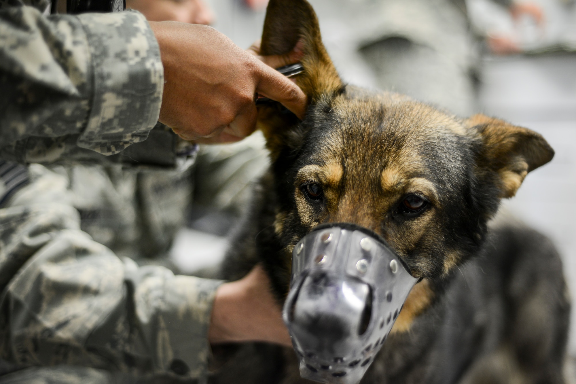 Soma, 31st Security Forces Squadron explosives detection dog, gets her temperature checked at the base’s veterinary clinic March 29.  Soma recently underwent surgery to relieve a compressed spinal disk, a common issue in large dog breeds. Soma is recovering well and is expected to return to active duty. (U.S. Air Force photo/Senior Airman Katherine Tereyama)