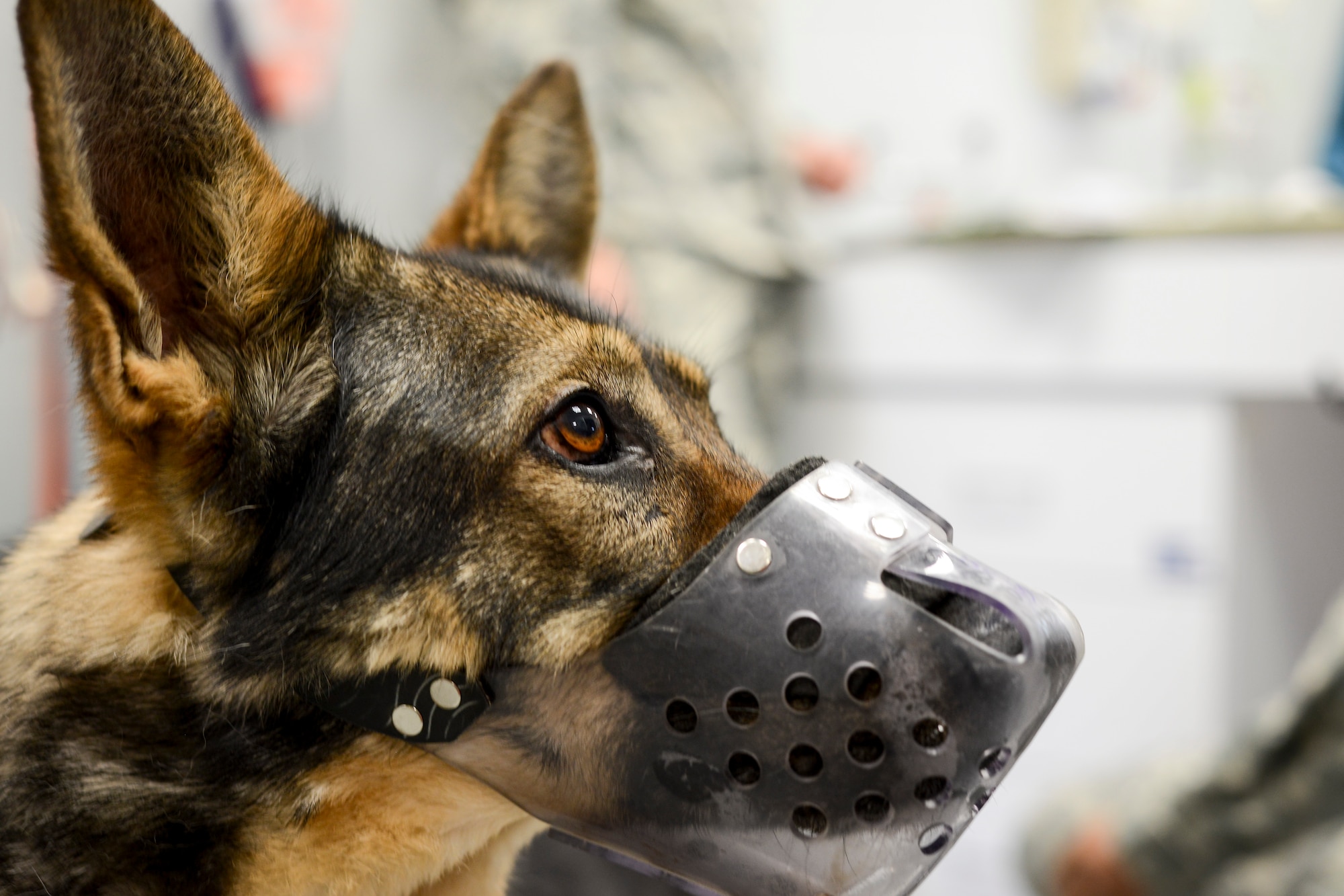 Soma, 31st Security Forces Squadron explosives detection dog, waits for an examination at the base’s veterinary clinic March 29.  Soma recently underwent surgery but is recovering well and is expected to return to active duty.  (U.S. Air Force photo/Senior Airman Katherine Tereyama)
