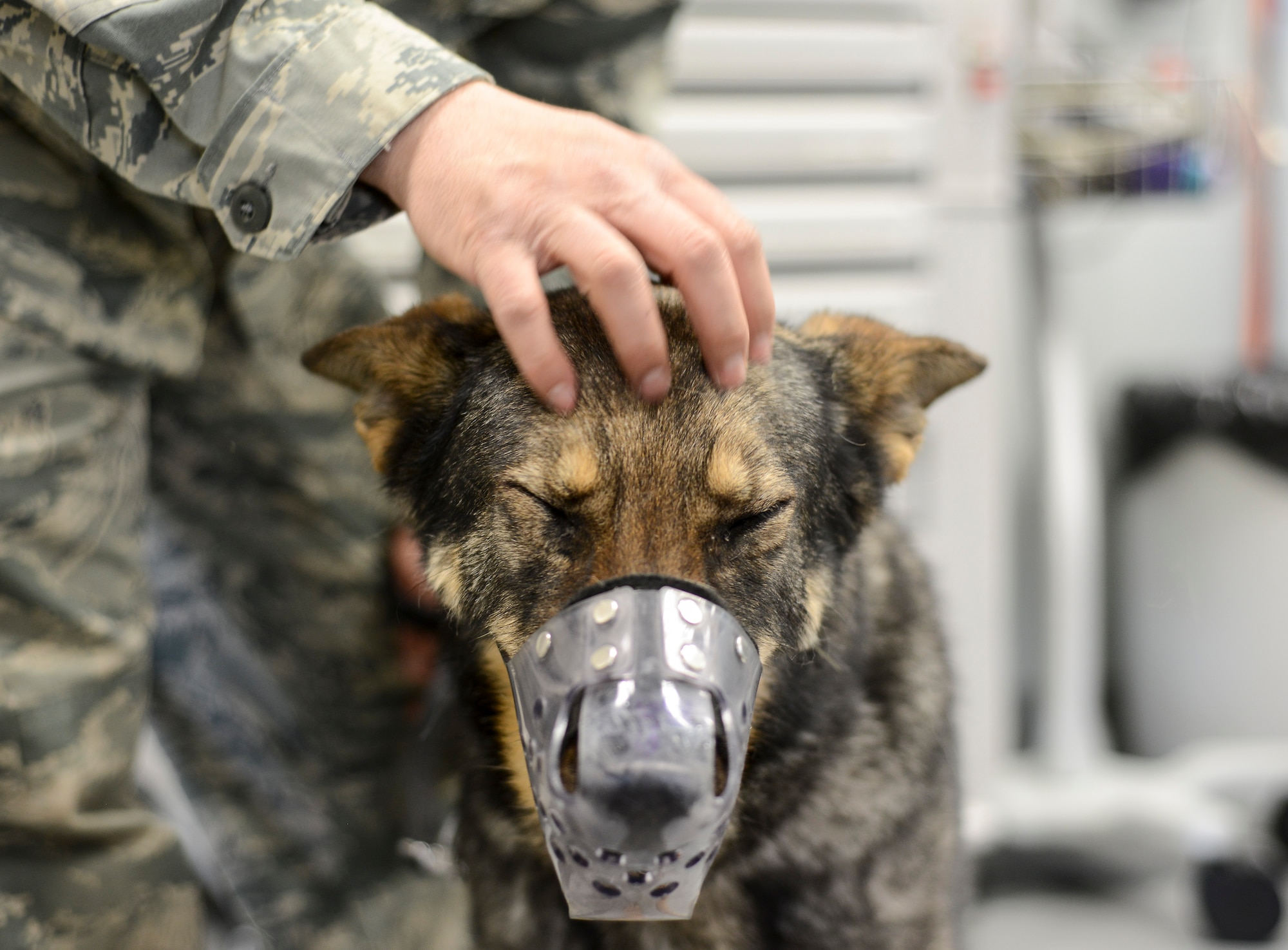 Soma, 31st Security Forces Squadron explosives detection dog, is comforted by Staff Sgt. Manuel Gamboa, 31st SFS military working dog trainer, during a visit to the base’s veterinary clinic for a post-operation check up March 29. Soma is a seven-year-old German Shepherd who suffered from a compressed spinal disk, a common malady in large breeds, before recently undergoing surgery to alleviate the issue. (U.S. Air Force photo/Senior Airman Katherine Tereyama)
