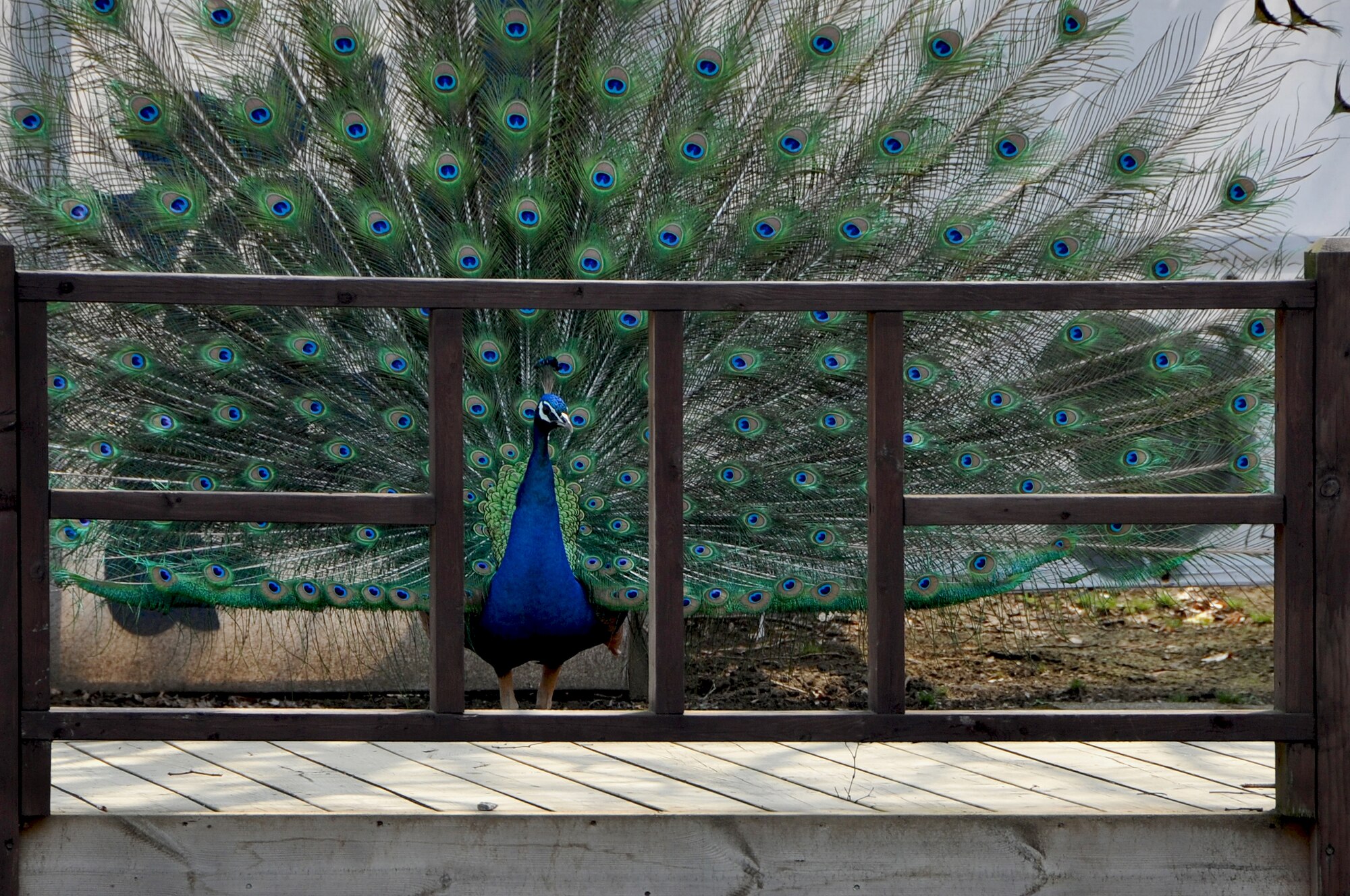 Peacocks are among the animals freely roaming around Nami Island during an Information Tickets and Travel trip April 8, 2013. Other animals frequently seen on the island include ostriches, rabbits, squirrels, chipmunks, and ducks. (U.S. Air Force photo/Senior Airman Kristina Overton)
