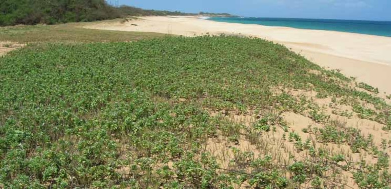 Beach vitex is a rapidly spreading invasive vine native to countries in the western Pacific. It is creeping down the eastern coast from the Carolinas towards Florida, impacting beach stability and endangering sea turtles. 