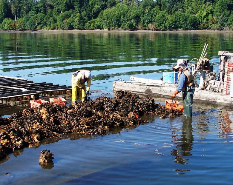 Mussels farmed in coastal areas and in the open ocean are one of the most promising sectors of the U.S. marine aquaculture industry. In this photo, workers from Taylor Shellfish Farms in Shelton, Washington, harvest a mussel raft.

