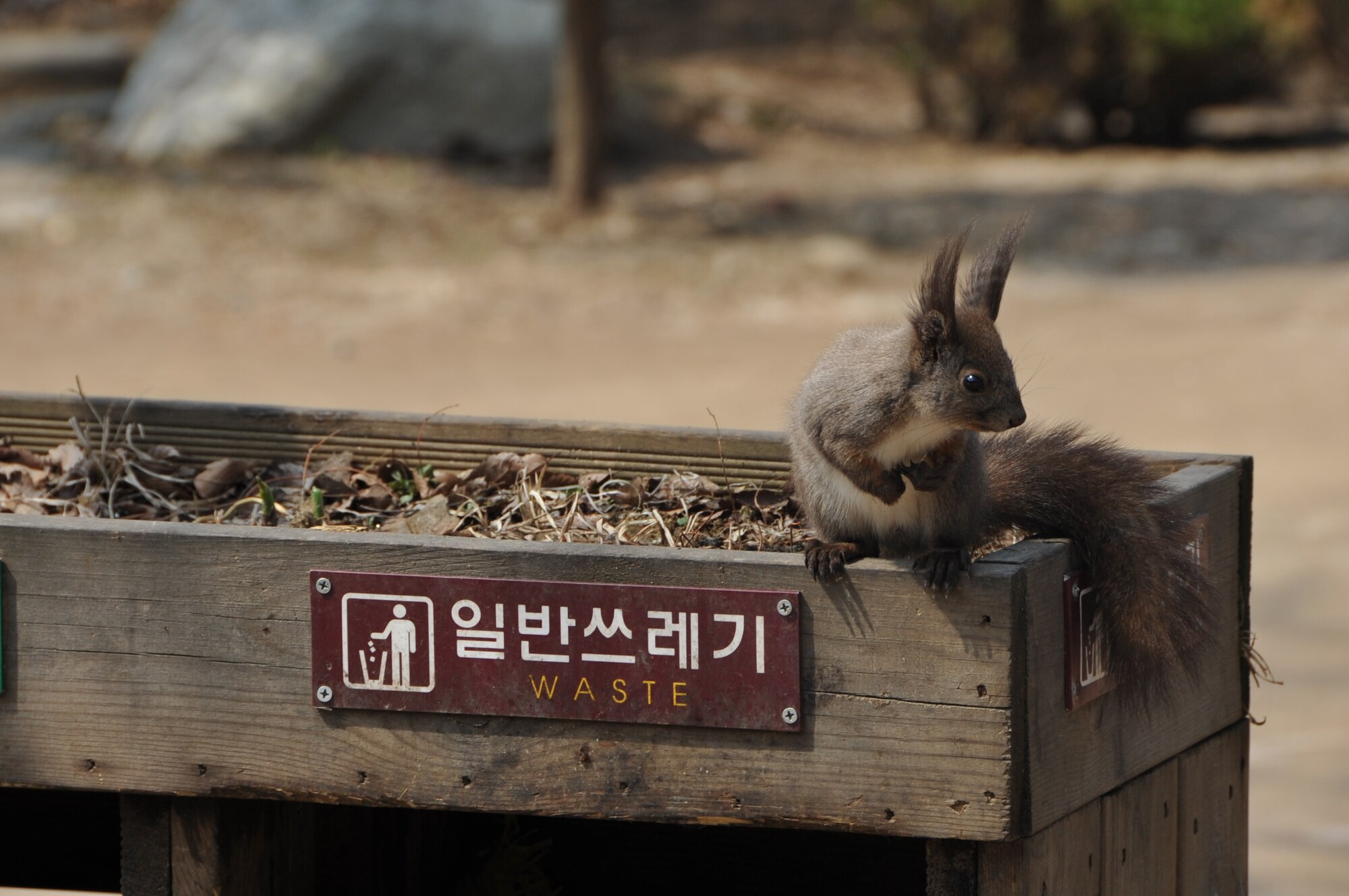One of the furry Nami Island inhabitants rests on a waste bin before scouring for food during an Information Tickets and Travel trip April 8, 2013. The island has plenty of open grassy areas where squirrels, ostriches, rabbits, peacocks, ducks, and chipmunks roam freely. (U.S. Air Force photo/Senior Airman Kristina Overton)