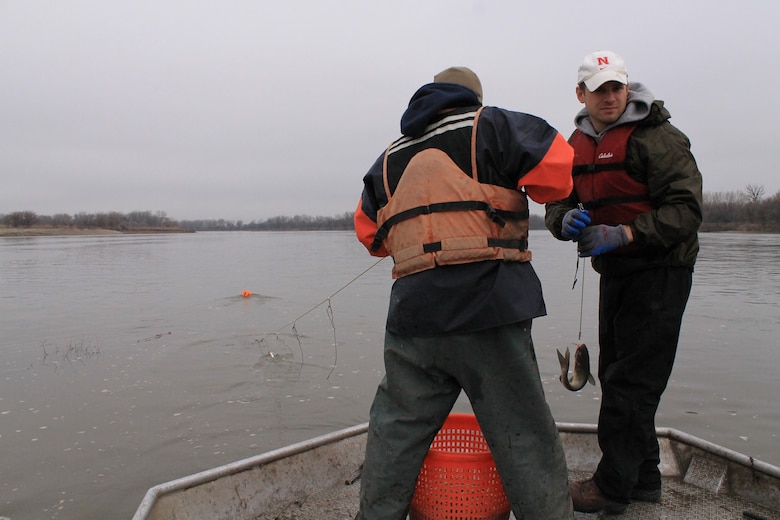 Omaha District Leadership Development Program participant and Engineer in the Hydrologic Engineering branch, Josh Melliger helps bring in a channel catfish during Pallid Sturgeon broodstock collection efforts on the Missouri River, April 8.