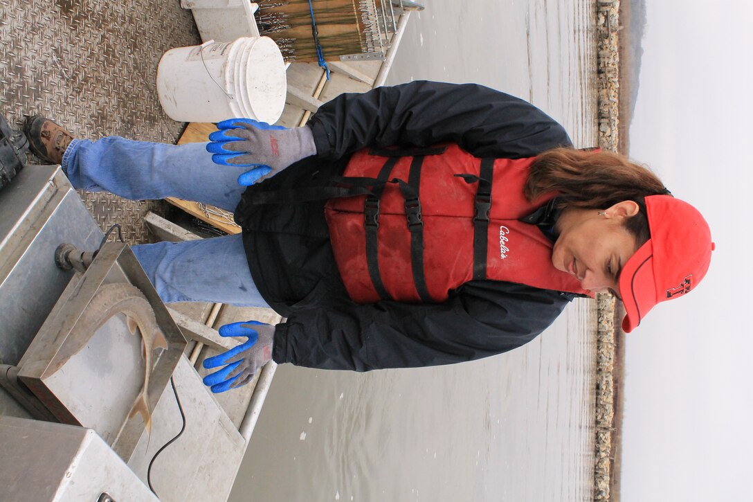 Omaha District Leadership Development Program participant and Public Affairs Specialist, Eileen Williamson weighs a shovelnose sturgeon during pallid sturgeon broodstock collection efforts with the Nebraska Game and Parks Commission on the Missouri River, April 8.