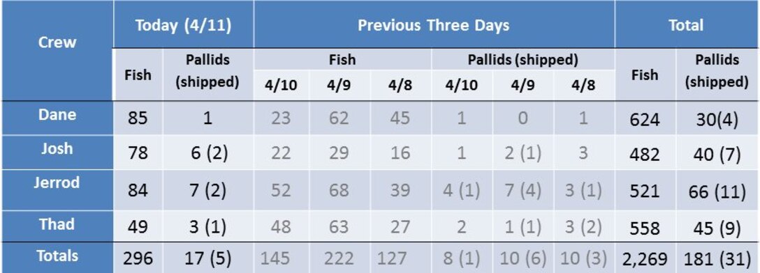 "The Big Board" Pallid Sturgeon Broodstock collection totals through April 11. April 12 is the last day of the effort. Five fish were sent to the Blind Pony Fish Hatchery on April 11.