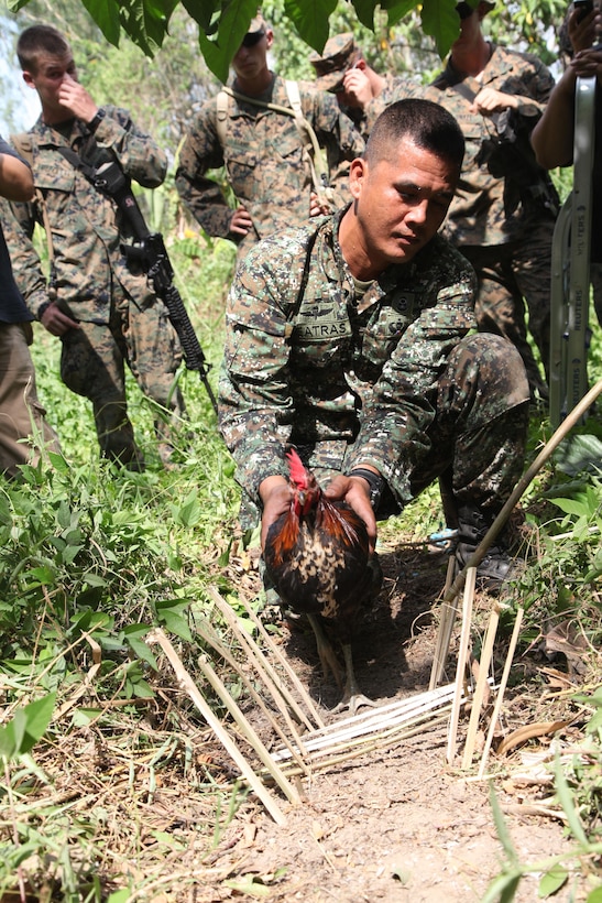 Philippine Marine Staff Sgt. Calixton J. Deatras demonstrates a non-lethal animal trap during basic jungle survival training April 8 at Camp O'Donnell, Philippines. The survival training is part of Balikatan 2013, an annual bilateral exercise in its 29th iteration, which provides a venue for Armed Forces of the Philippines and U.S. military forces to develop and continue to enhance interoperability across a wide range of military actions. The jungle survival training is just one portion of this year's Balikatan exercise. Nearly 8,000 Philippine and U.S. service members are simultaneously participating in training centered around humanitarian civic assistance projects; a bilateral typhoon-based disaster relief scenario command post exercise; and knowledge sharing and interoperability field training exercises. Deatras is the armorer noncommissioned officer with Force Reconnaissance Battalion, AFP.