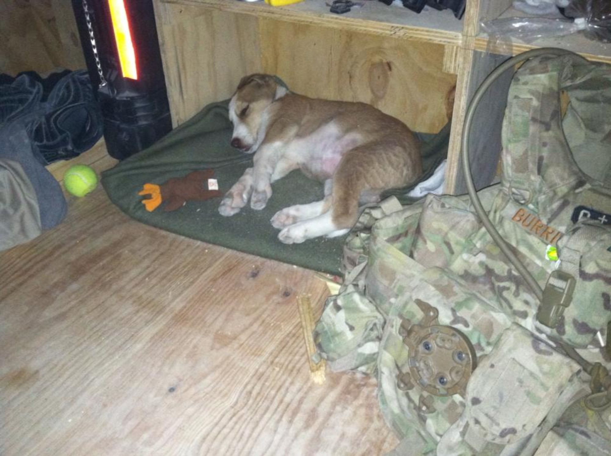 Lyla, an Afghan Kuchi, falls asleep next to Staff Sgt. Thomas Burright’s, 7th Logistics Readiness Squadron, gear during a recent deployment to Afghanistan. In order to bring Lyla back to the U.S., Burright contacted an organization known as The Puppy Rescue Mission to raise the funds necessary for her travel. (Courtesy photo)