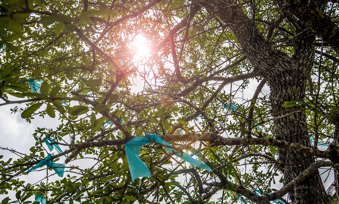 Teal ribbons, one for each Navy victim of sexual assault, were tied around trees on the Naval Nuclear Power Training Command, April 11,2013, at Joint Base Charleston – Weapons Station, S.C. The ribbons represented each of the more than 2,400 Sailors who experienced rape or forcible sodomy in the last 12 months. (U.S. Air Force photo / Airman 1st Class Tom Brading)