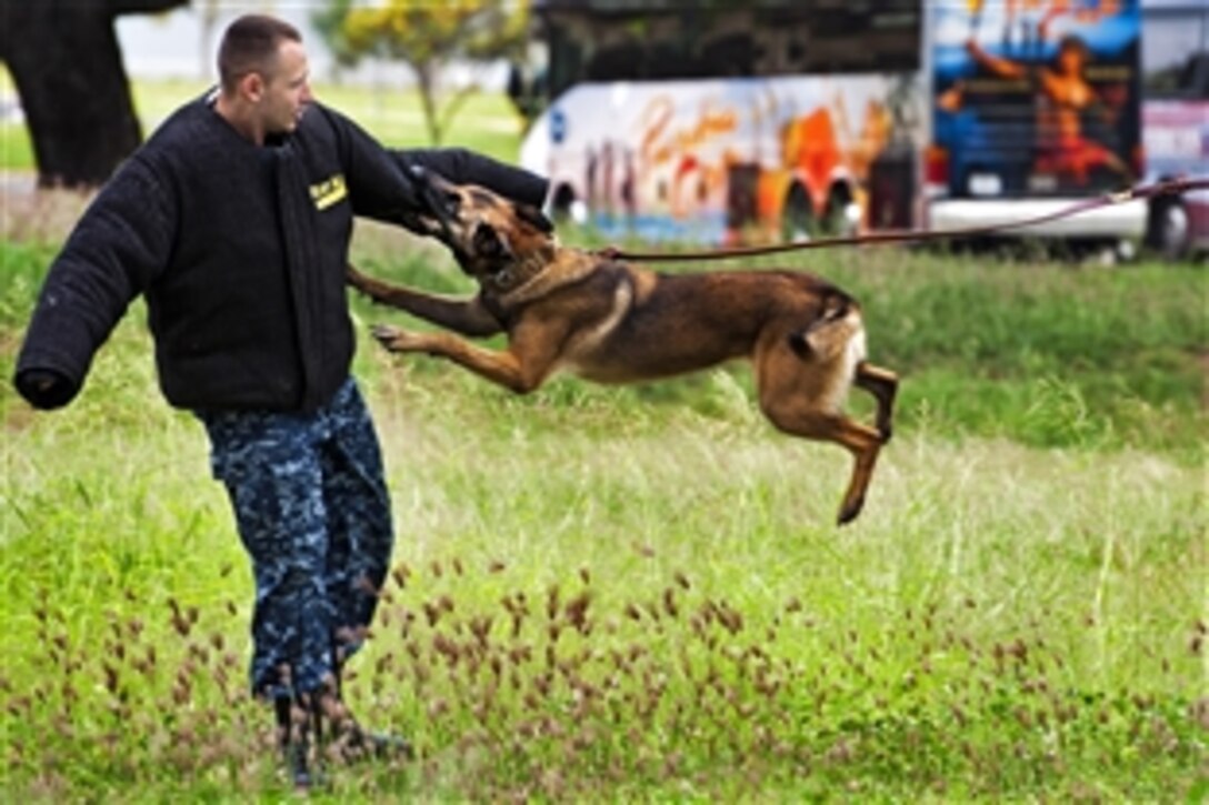 Asta, a military police working dog, attacks U.S. Navy Petty Officer 2nd Class William Bryan during a controlled aggression demonstration at Ford Island on Joint Base Pearl Harbor-Hickam, Hawaii, April 13, 2013. The military uses working dogs to apprehend suspects and to detect explosives and narcotics while searching buildings, ships and submarines. Bryan is a master-at-arms.