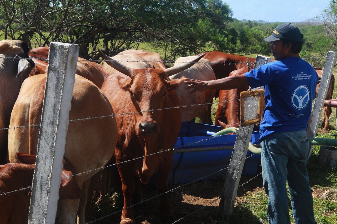 Bat Cainap, a local ranch hand, fills a trough with water for the cattle during his rounds April 12.  The beef industry is important to the island, both as a food source and as a way to contribute to the local economy.  The Tinian Cattlemen's Association raised concerns and even provided suggestions for solutions during recent scoping meetings regarding proposed military training areas on Tinian and Saipan, as cattle owners on the island currently use government-leased land for grazing areas.