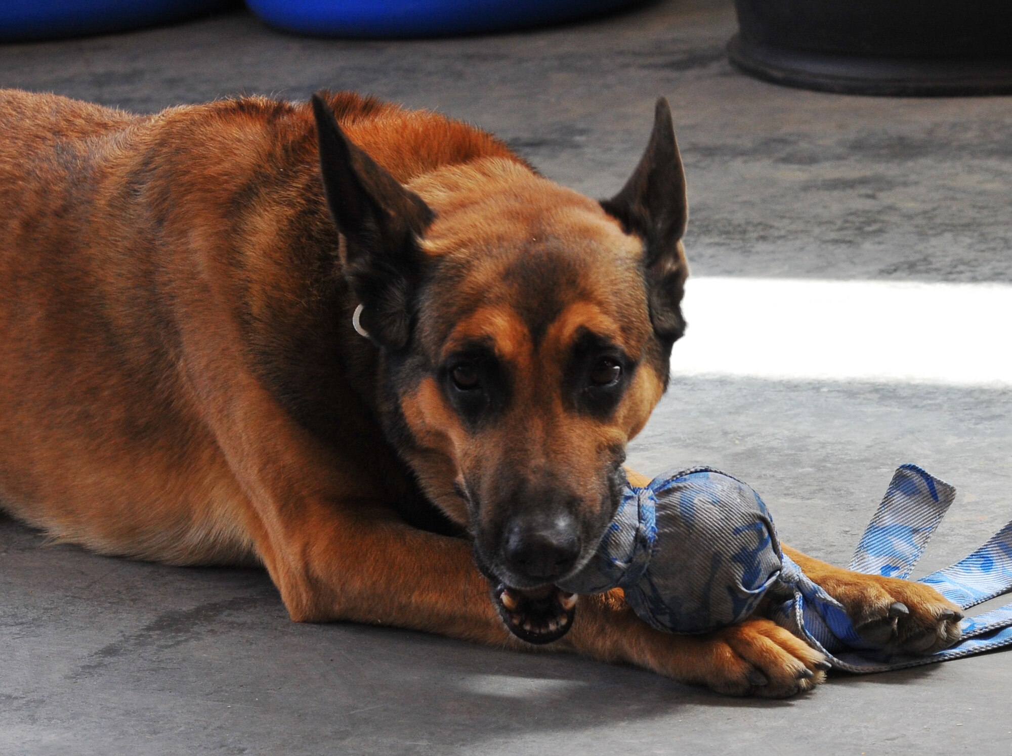 Flash, Jefferson County Sheriff’s Office K-9, is rewarded with a toy for successfully finding all training devices April 10, 2013, at the Anschutz Medical Campus in Aurora Colo. Flash is a member of the Front Range Explosive Detection K-9 group, which organizes training events to raise the overall effectiveness of K-9 detection units across the region. (U.S. Air Force photo by Senior Airman Phillip Houk/Released)