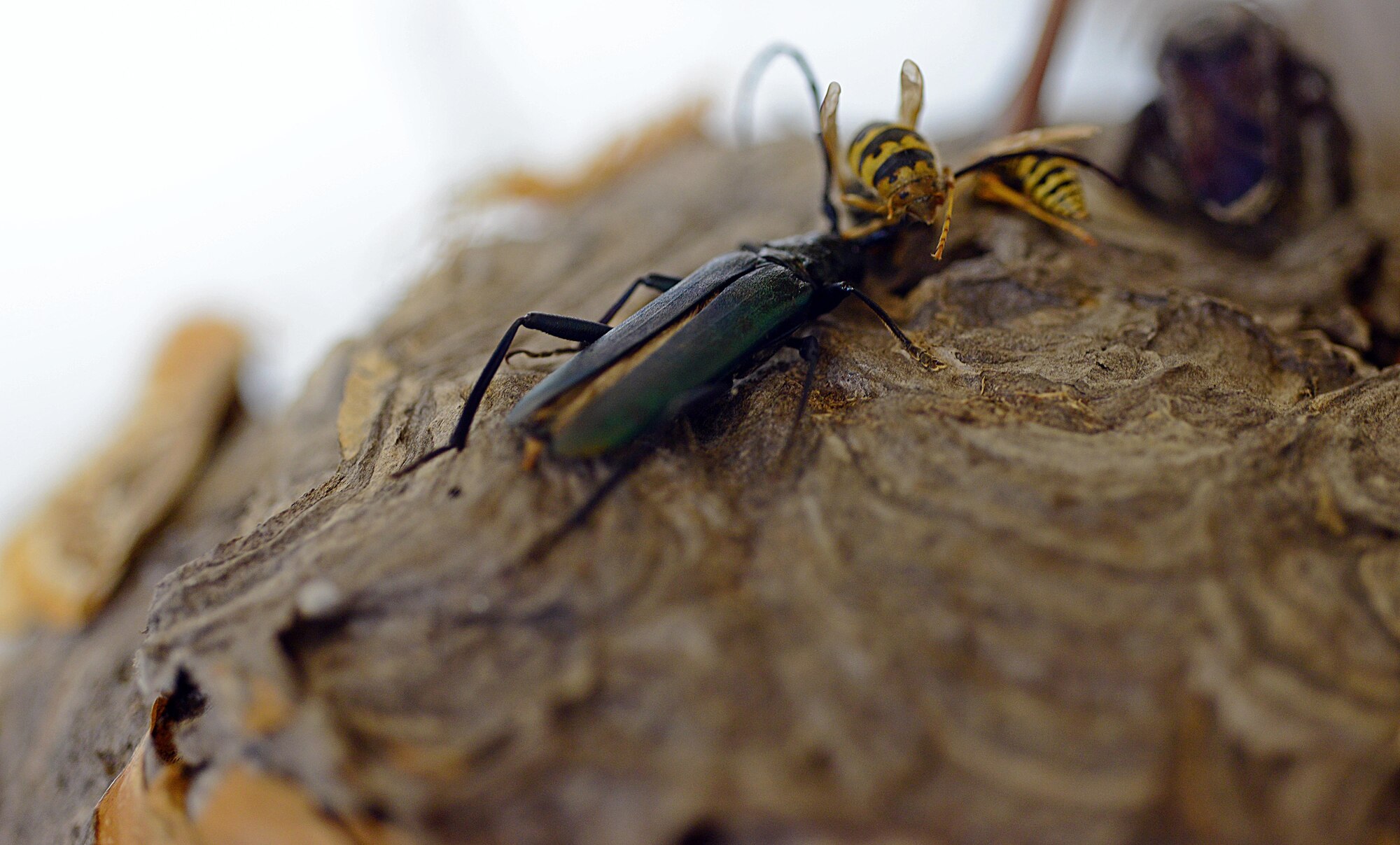Different insects, found at Aviano Air Base, Italy, are displayed at the 31st Civil Engineer Squadron pest management office April 16, 2013, to remind pest technicians what to look out for on base. Due to certain Italian laws, certain bee species cannot be killed because they are environmentally critical in Italy, therefore causing pest management to move the hive to a new location. (U.S. Air Force photo/Airman 1st Class Matthew Lotz)