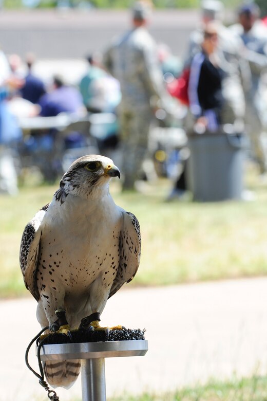 VANDENBERG AIR FORCE BASE, Calif. – Turtle Head, one of three falcons brought from Safari Depredation Company, poses for a photo during the 13th annual Earth Day event here Thursday, April 18, 2013. Celebrated by millions of people on April 22, Earth Day promotes awareness and appreciation for the environment. (U.S. Air Force photo/Airman Yvonne Morales)