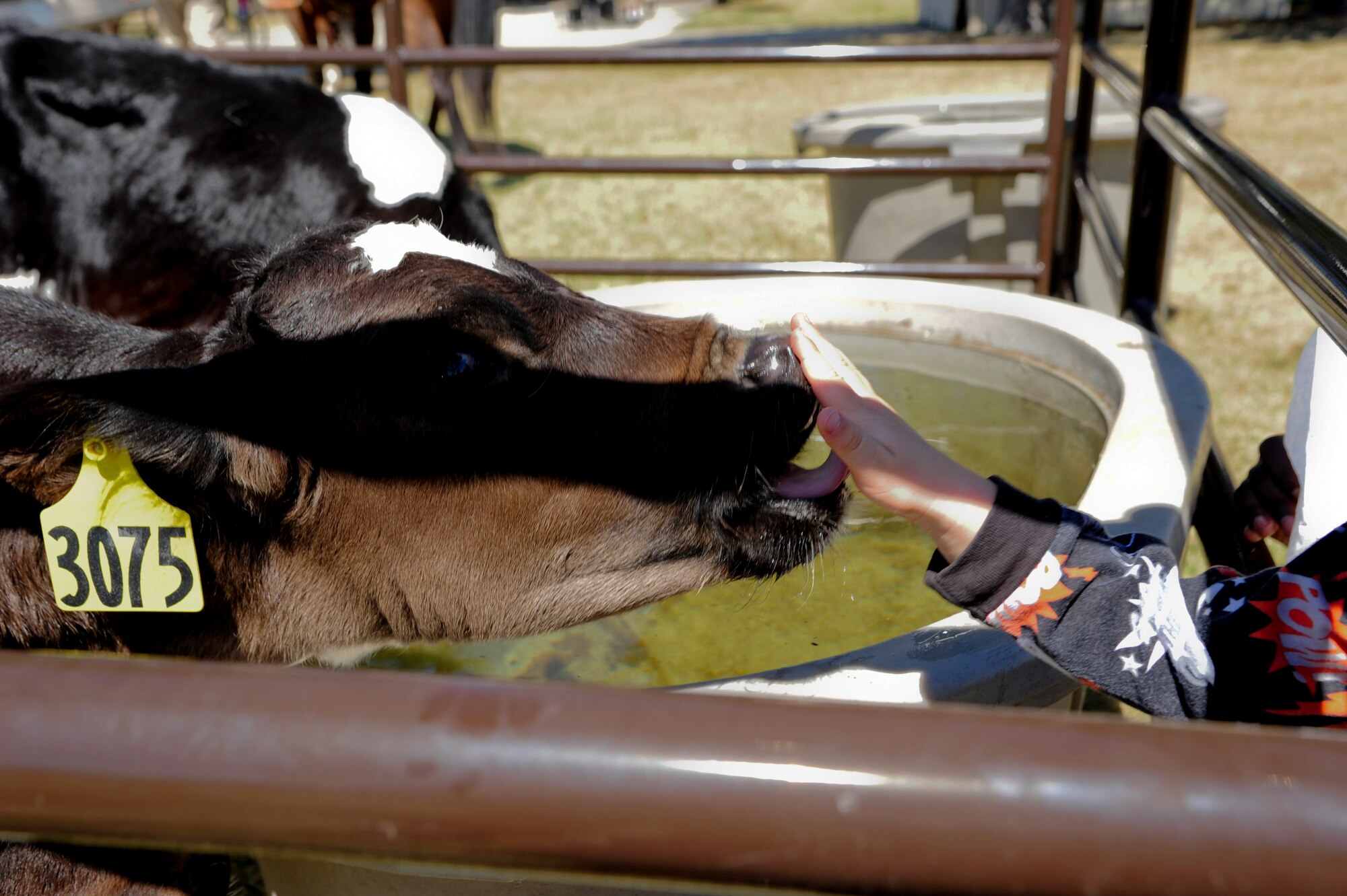 VANDENBERG AIR FORCE BASE, Calif. – A 6-week-old calf licks the hand of a child during the 13th annual Earth Day event here Thursday, April 18, 2013. The Earth Day event is hosted by the 30th Civil Engineer Squadron and helps to promote awareness and appreciation for the environment. (U.S. Air Force photo/Senior Airman Lael Huss)