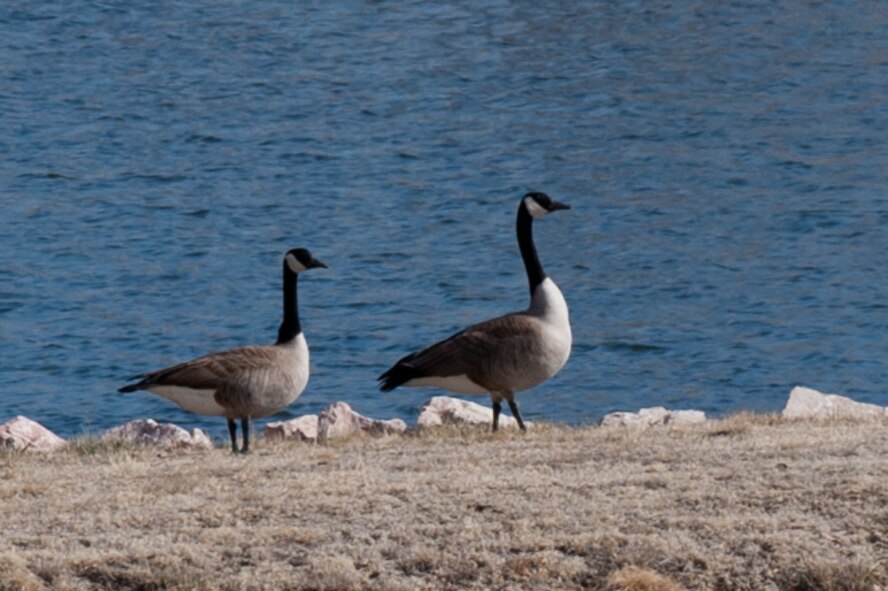 Canada geese walk next to a lake near the Liberty Gate on Ellsworth Air Force Base, S.D., April 4, 2013. These geese pass through the Black Hills area during their migration north and are potentially hazardous to aircraft and are therefore monitored around the base. (U.S. Air Force photo by Airman 1st Class Kate Thornton/Released)