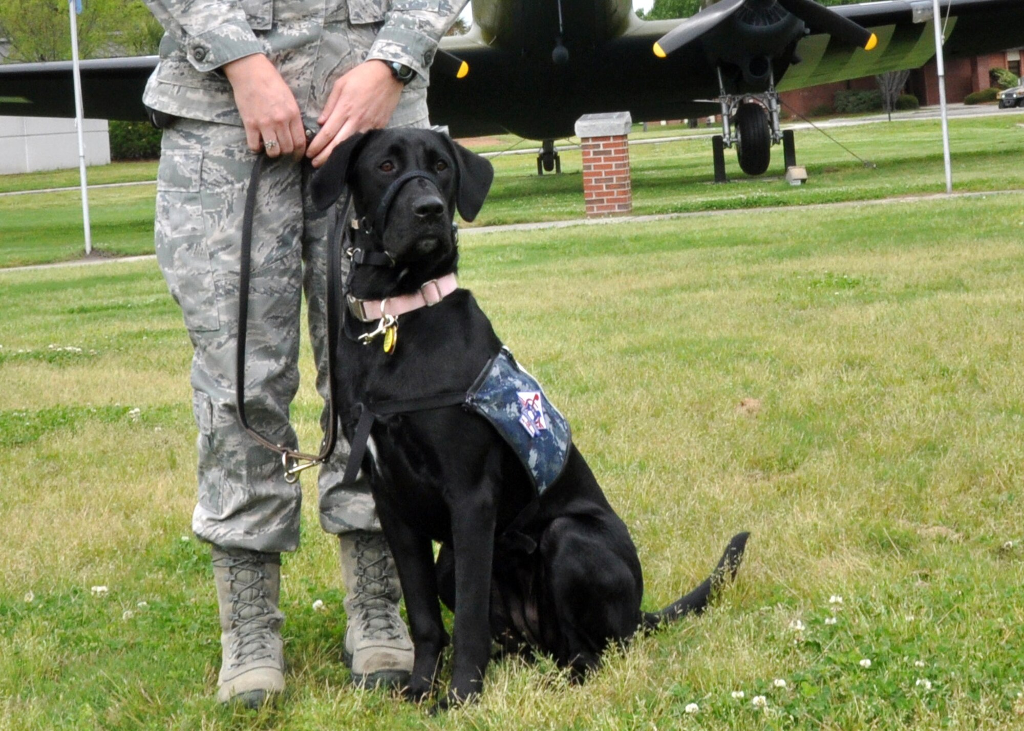 Sam, a service dog with Canines for Veterans, poses for a picture April 20, 2013 while working with 1st Lt. Shawna Rogers, 315th Airlift Wing intelligence officer, at Joint Base Charleston, S.C. Service dogs help wounded veterans who have mobility and/or post-traumatic stress disorders. Sam is currently in training, and she will eventually be placed with a wounded veteran. Over the course of the UTA weekend Sam interacted with Rogers and other members of the 315 AW to build confidence and increase social skills, which is part of her training. (U.S. Air Force Photo/Staff Sgt. Shane Ellis)