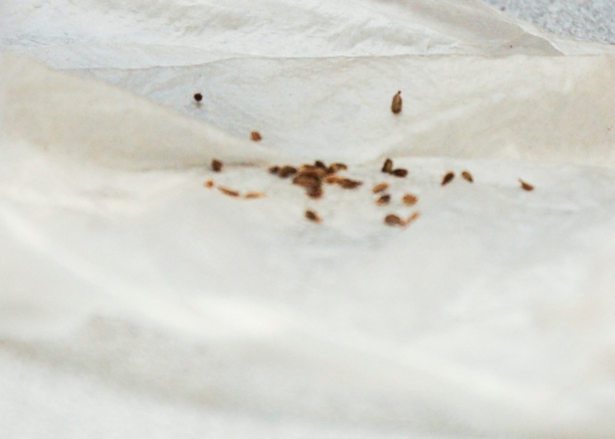 Seeds sit on a moist paper towel inside of an A-Basin Child Development Center preschool room during a germination project April 22, 2013 on Buckley Air Force Base, Colo. Children put several seeds into a moist paper towel, placed them into a bag and hung them by a window. The project was done in observance of Earth Day. (U.S. Air Force photo by Staff Sgt. Christopher Gross/Released)