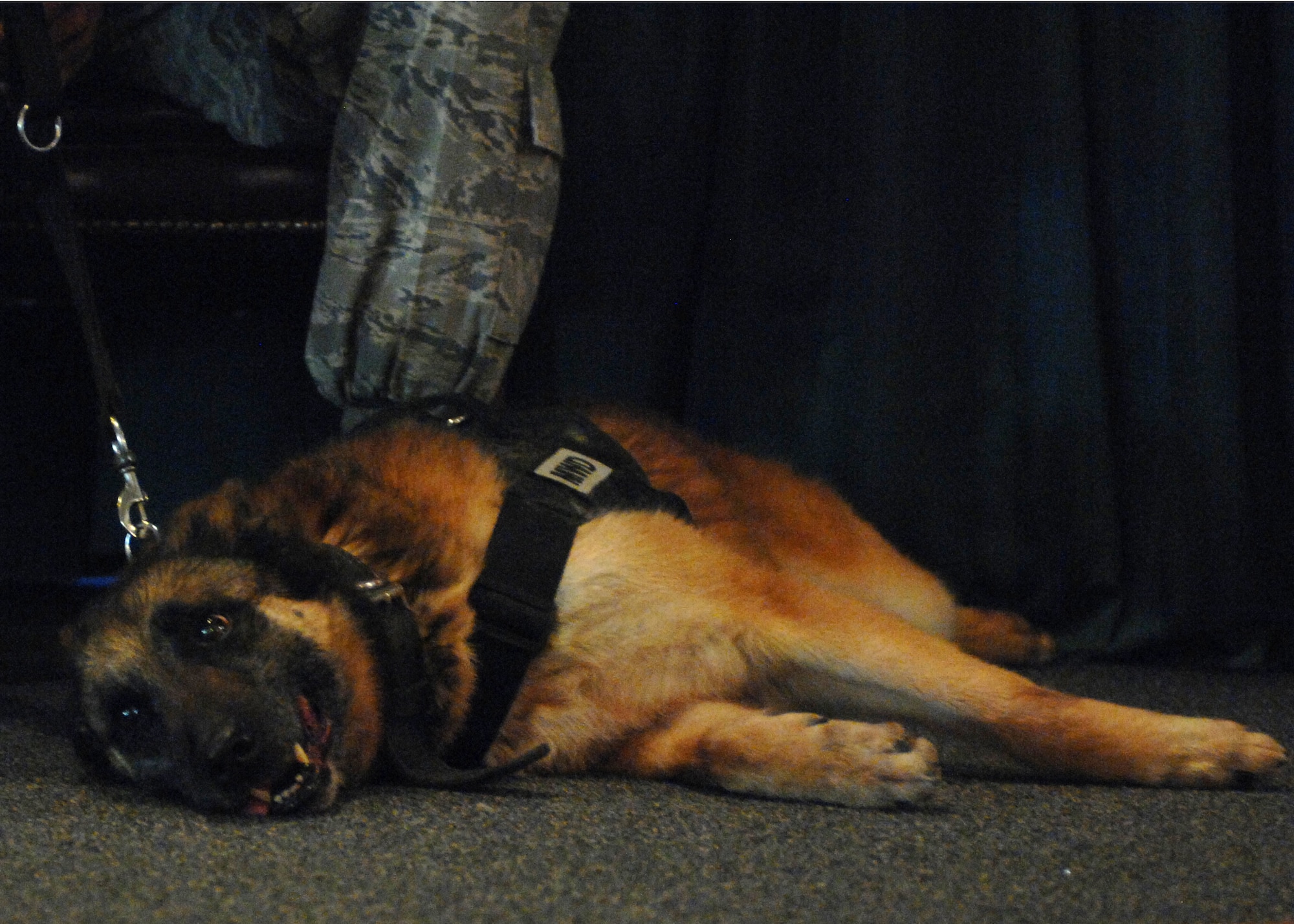 Military working dog (MWD) Condor rests during his retirement ceremony April 19, 2013, at the Hangar Center at Dyess Air Force Base, Texas. Condor enlisted June 8, 2006, graduated from the MWD Explosive Detection course Dec. 22, 2006 and was assigned to the 7th Security Forces Squadron at Dyess May 1, 2007. During his career, he deployed in support of Operation Iraqi Freedom and supported the U.S. Secret Service.  Upon his retirement, Condor will be adopted by 2nd Lt. Karrissa Garza, 7th Logistics Readiness Squadron. (U.S. Air Force photo by Senior Airman Shannon Hall/Released)