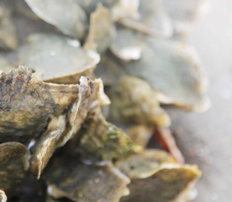 Since the turn of the 20th century, oyster populations in the Chesapeake Bay have declined dramatically, largely due to disease, overharvesting, loss of habitat, and degraded water quality. With the State of Maryland placing increased emphasis on restoring the Chesapeake Bay, oyster restoration remains paramount in improving the Bay's vitality.