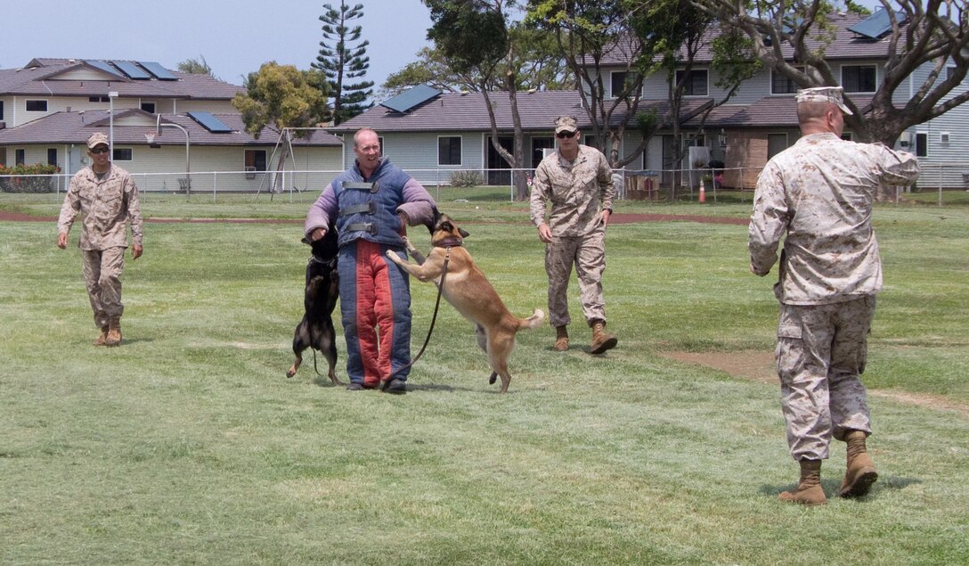 MARINE CORPS BASE HAWAII - Christopher LeFebvre, of Kaneohe, a civilian dog handler encased in a “marshmallow suit,” confronts two military working dogs, a Belgian Malinois and a black German shepherd, which gripped his arms despite his twirling around and around like a carousel, in a K-9 unit demonstration for children at Mokapu Elementary School, April 5, 2013. Sgt. Daniel Pierce (right), chief trainer for the K-9 unit at the Provost Marshal’s Office here, served as the “ringmaster” for a performance showcasing the dogs’ training “to bite and hold” a suspect. Pierce said the dogs will bite anything that moves, whether it is an arm, a leg or someone’s back. (U.S. Marine Corps photo by Carolyn Lee)