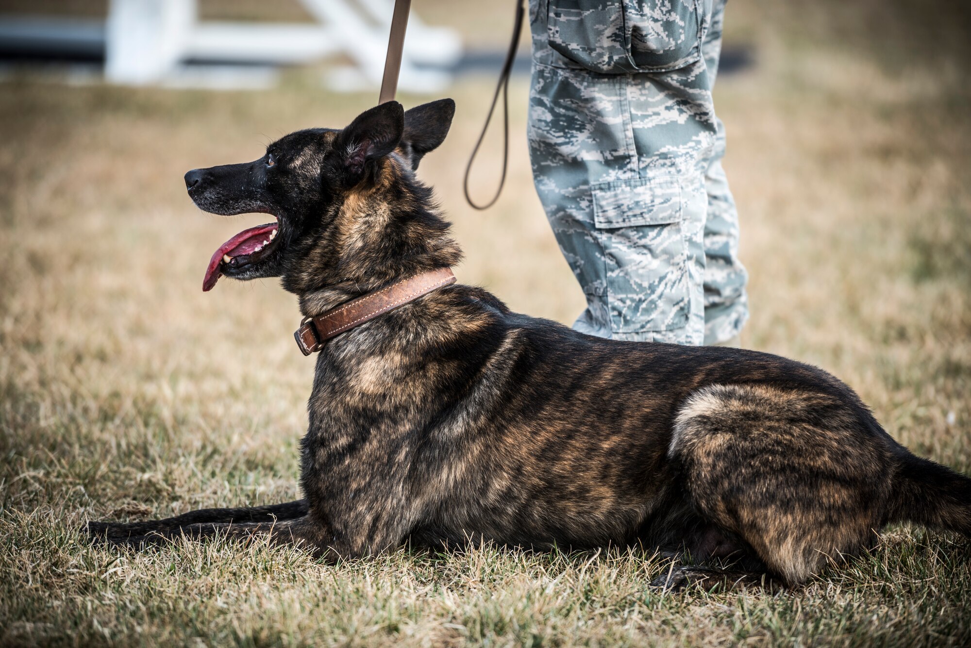 Military Working Dog Troll waits for his turn during a demonstration for a local Boy Scout troops April 1, 2013, at Mountain Home Air Force Base, Idaho. Troll recently returned from a deployment to Afghanistan and is scheduled to deploy again soon. (U.S. Air Force photo/Tech. Sgt. Samuel Morse)