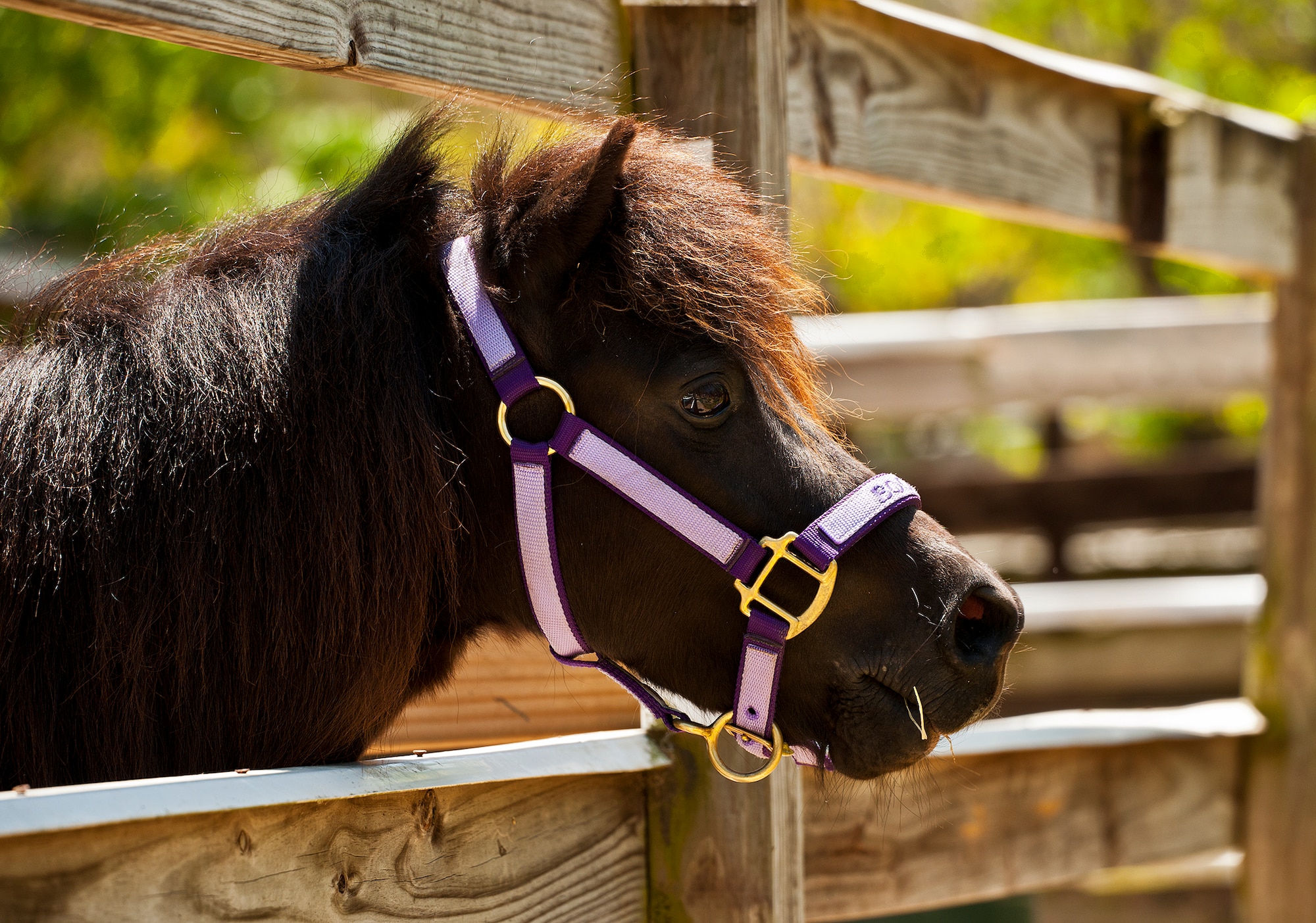 A miniature horse sticks his head out of his pin to watch passersby at the Sand and Spur Riding Club open house event April 20 at Eglin Air Force Base, Fla.  The club provided pony rides for kids and riding and training demonstrations. Those who attended got an up close and hands-on experience with many of the different breeds of horses housed at the stables on base.  (U.S. Air Force photo/Samuel King Jr.)