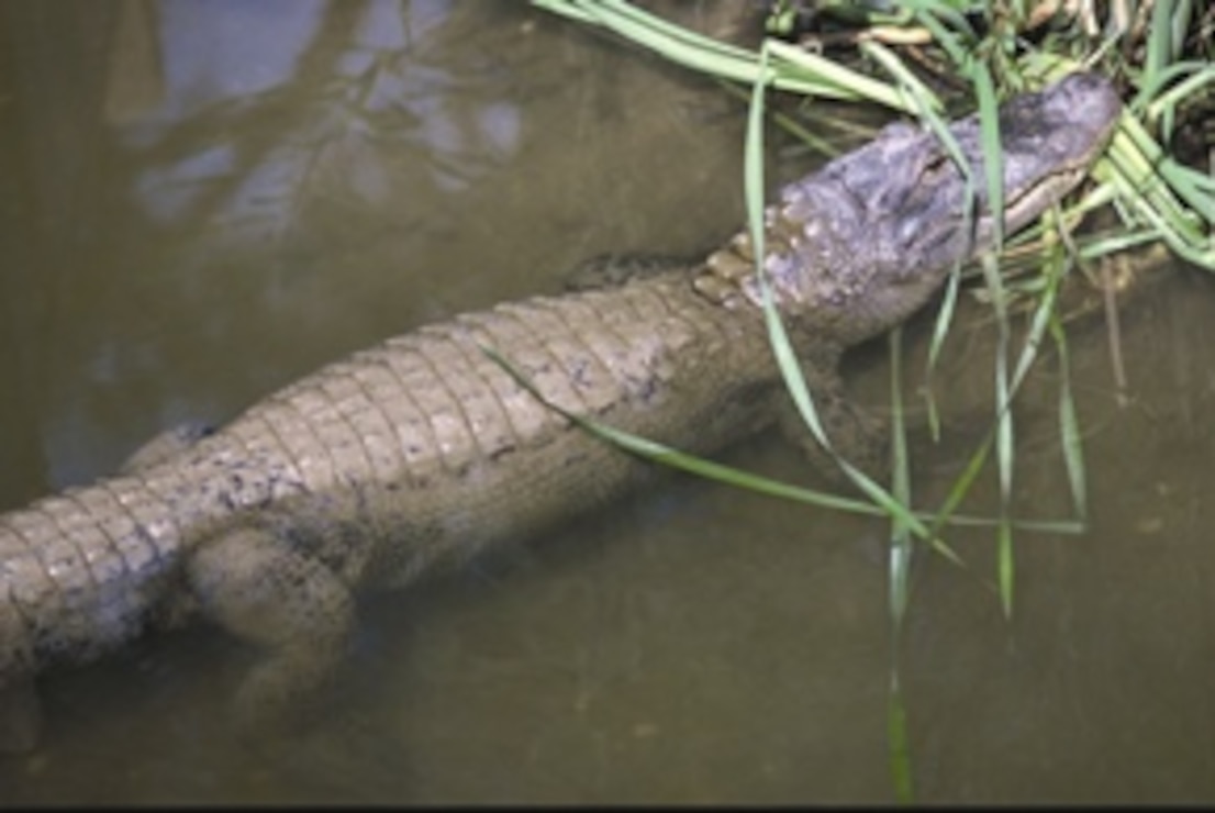 Alligators can be seen swimming and sunning themselves in New Orleans District recreation areas.