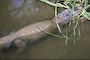 Alligators can be seen swimming and sunning themselves in New Orleans District recreation areas.