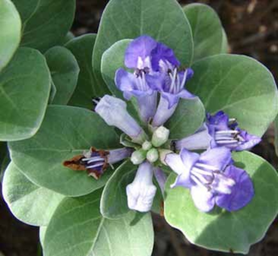 Beach vitex leaves are round, silvery gray-green, have a spicy fragrance and purplish blue flowers. If beach vitex is spotted, do not dig it up; contact Jacksonville District’s Invasive Species Management Branch. 