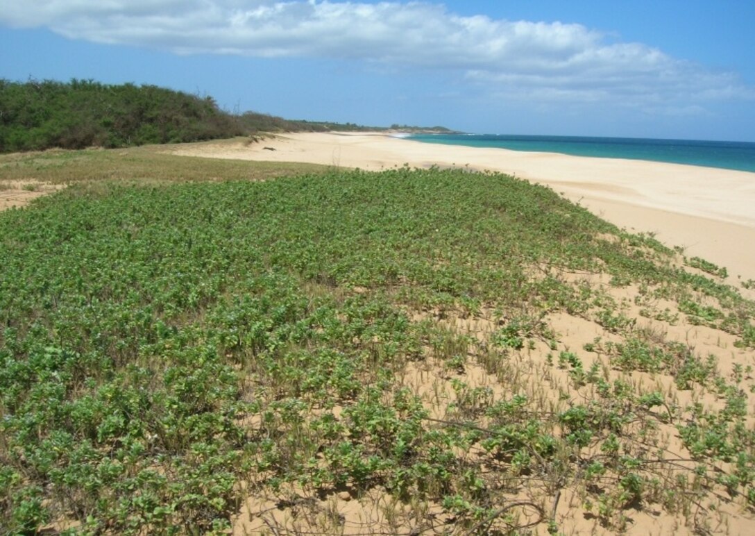 Beach vitex is a rapidly spreading invasive vine native to countries in the western Pacific. It is creeping down the eastern coast from the Carolinas towards Florida, impacting beach stability and endangering sea turtles. 
