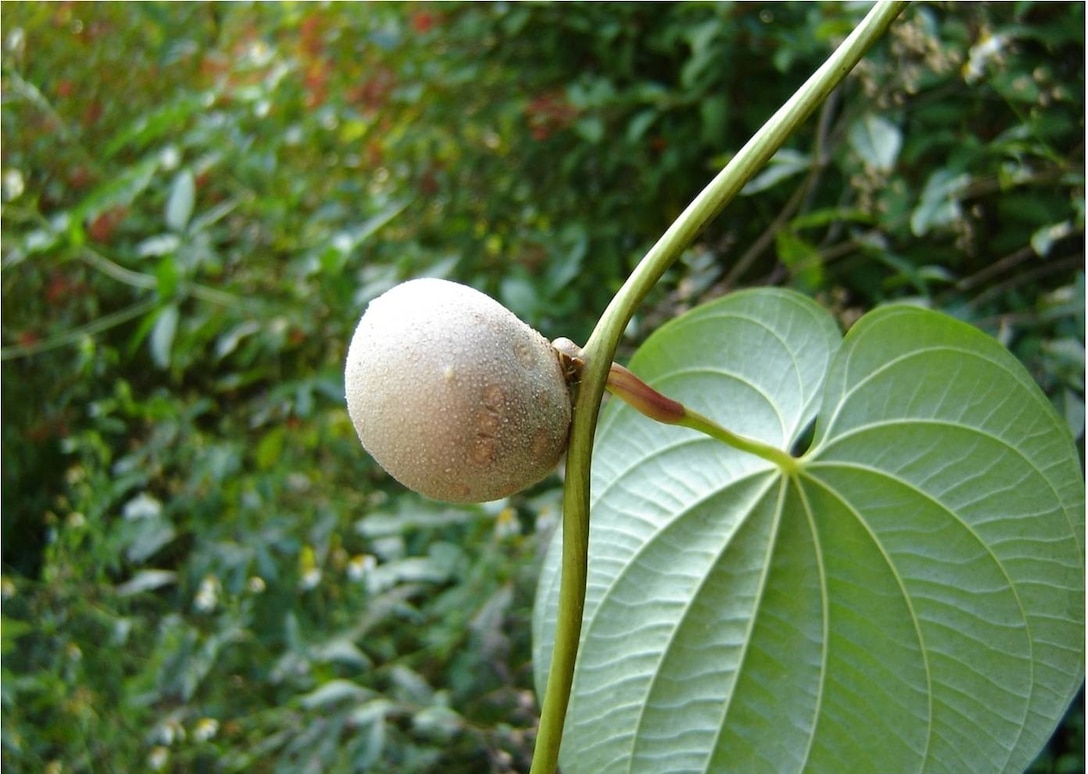 The second greatest threat to the more than 500 endangered and threatened species in Florida is adverse effects from invasive non-native plants, like the air potato. 
