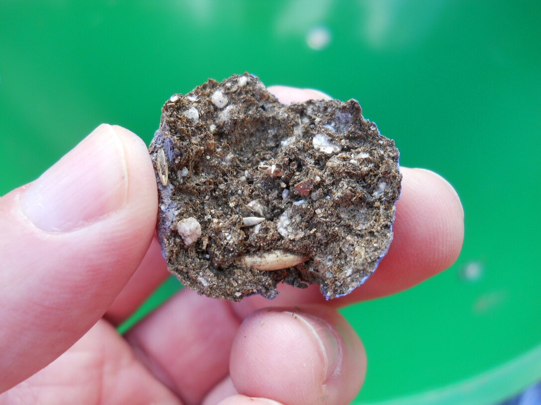 One of the 35,000 seeds spread over an ordnance impact area. The seeds germinated in about one week with tall fescue and perennial rye. The grass covers the impact area on Cranberry Mountain at West Point, N.Y., is pocked with craters from mortar and artillery explosions. Agronomist Tim Cary at the U.S. Army Corps of Engineers Cold Regions Research Laboratory in Burlington, Vt. and workers at the Army’s Aberdeen Test Center in Maryland worked together to create the seed balls that could were mechanically distributed across the area by radio controlled agricultural equipment contracted by U.S. Army Engineering and Support Center, Huntsville’s  Ordnance and Explosives Design Center.