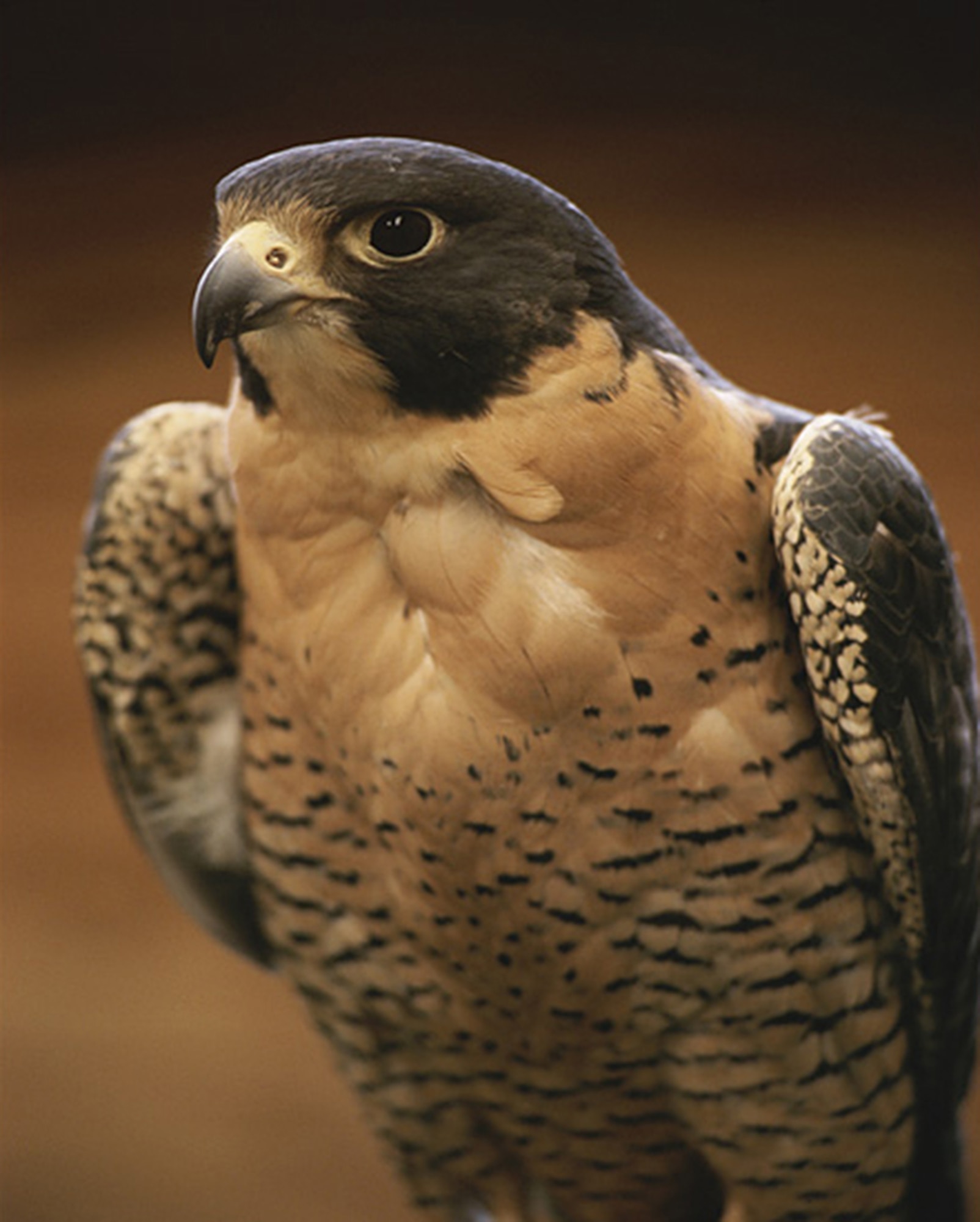 This peregrine falcon is similar to one of the falcons that will be used for the McConnell AFB, Kan., bird aircraft strike hazard program. (Courtesy of the National Geographic Society)