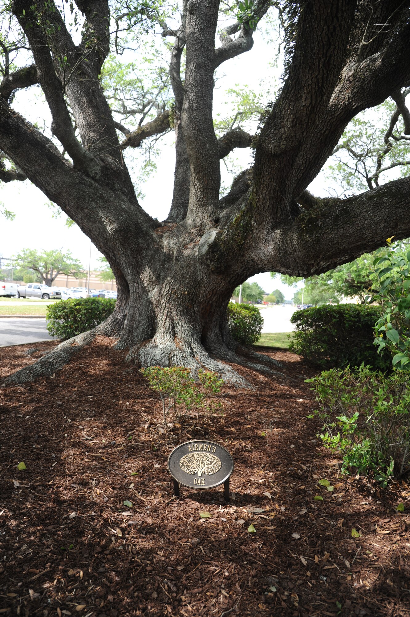 During a dedication ceremony April 23, 2013, an “Airman’s Oak” plaque was placed in front of the live oak tree located on the corner of Meadows and First Street, at Keesler Air Force Base, Miss.  The live oak is one of the largest and oldest on base.  In 1941, the road was constructed around the tree so that it would not have to be removed.  (U.S. Air Force photo by Kemberly Groue)