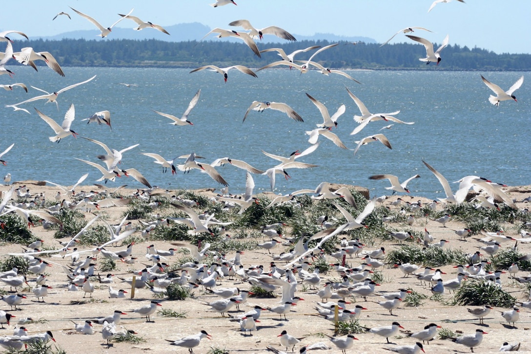 Caspian terns nest on East Sand Island near the mouth of the Columbia River. Terns and other birds consume millions of young salmon heading to the Pacific Ocean each year.