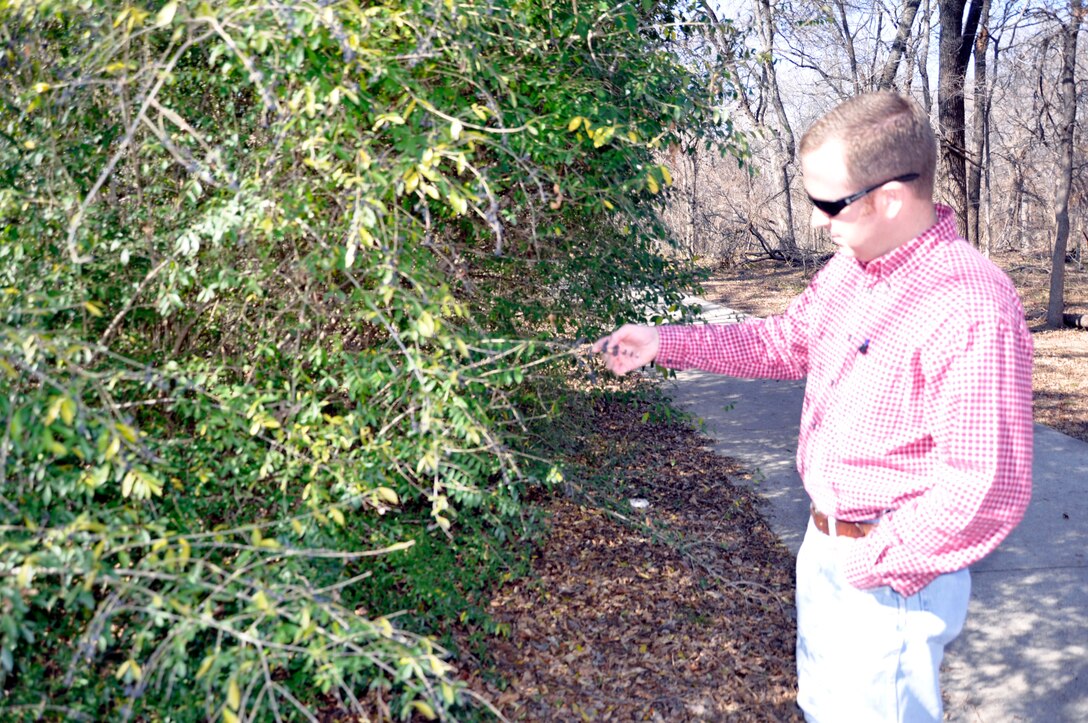 Little Fossil Creek project manager, Lee Epperson, inspects a privet bush outside the mitigation area of the Little Fossil Creek project site. Privet is an invasive species which is native to Europe, the Mediterranean, Asia and Australia.