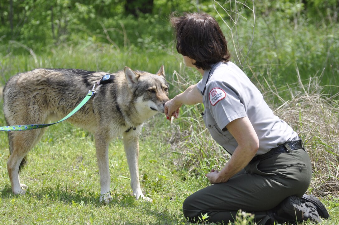 Lewisville Lake park ranger Paula Rafferty lets a wolf pick up her scent during an outing at the recreation area in The Colony, Texas, April 16, 2013. 