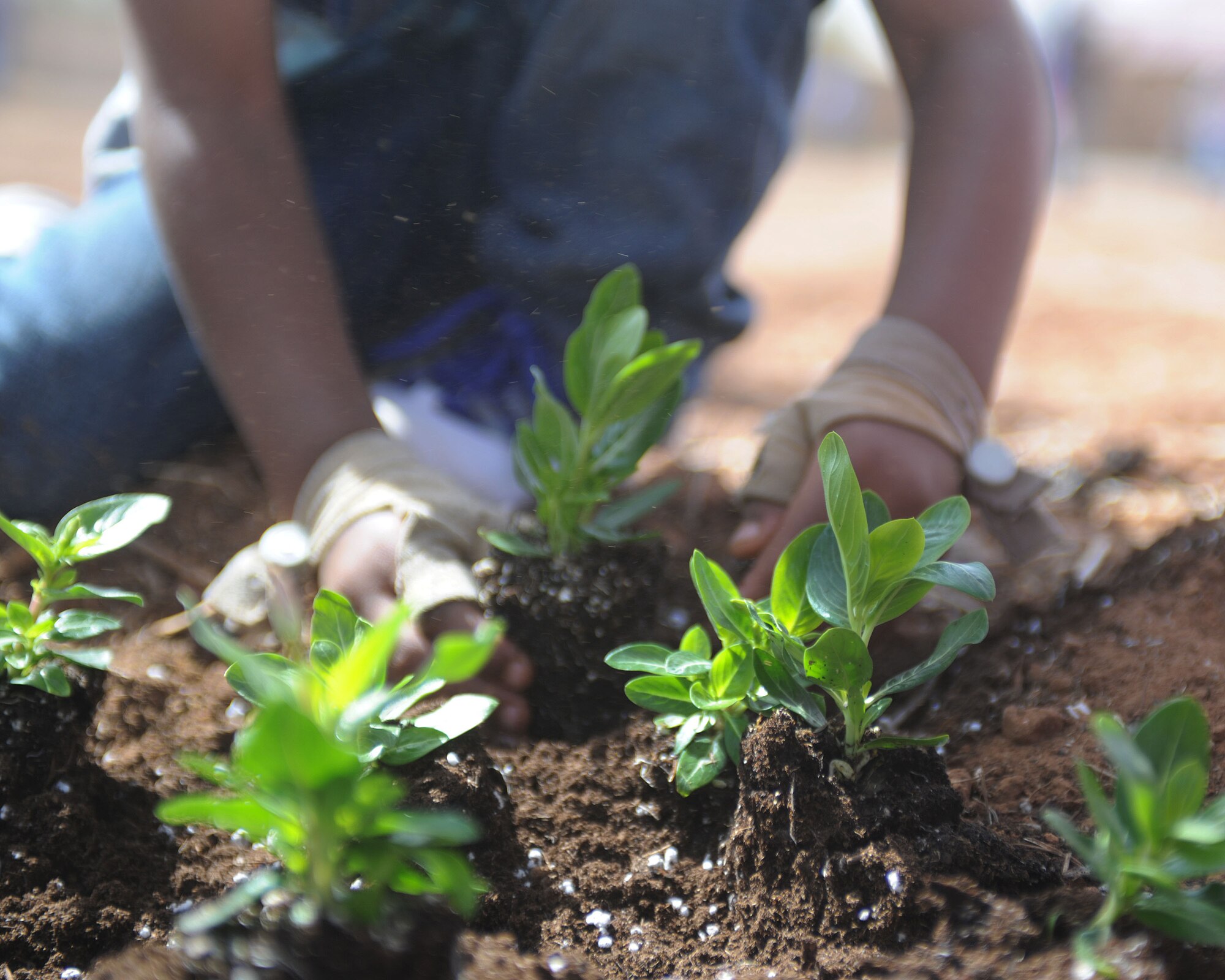 Children plant flowers outside the Child Development Center at Cannon Air Force Base, N.M., April 25, 2013. The CDC members participated in the planting to celebrate Earth Day and Arbor Day. (U.S. Air Force photo/Airman 1st Class Ericka Engblom)