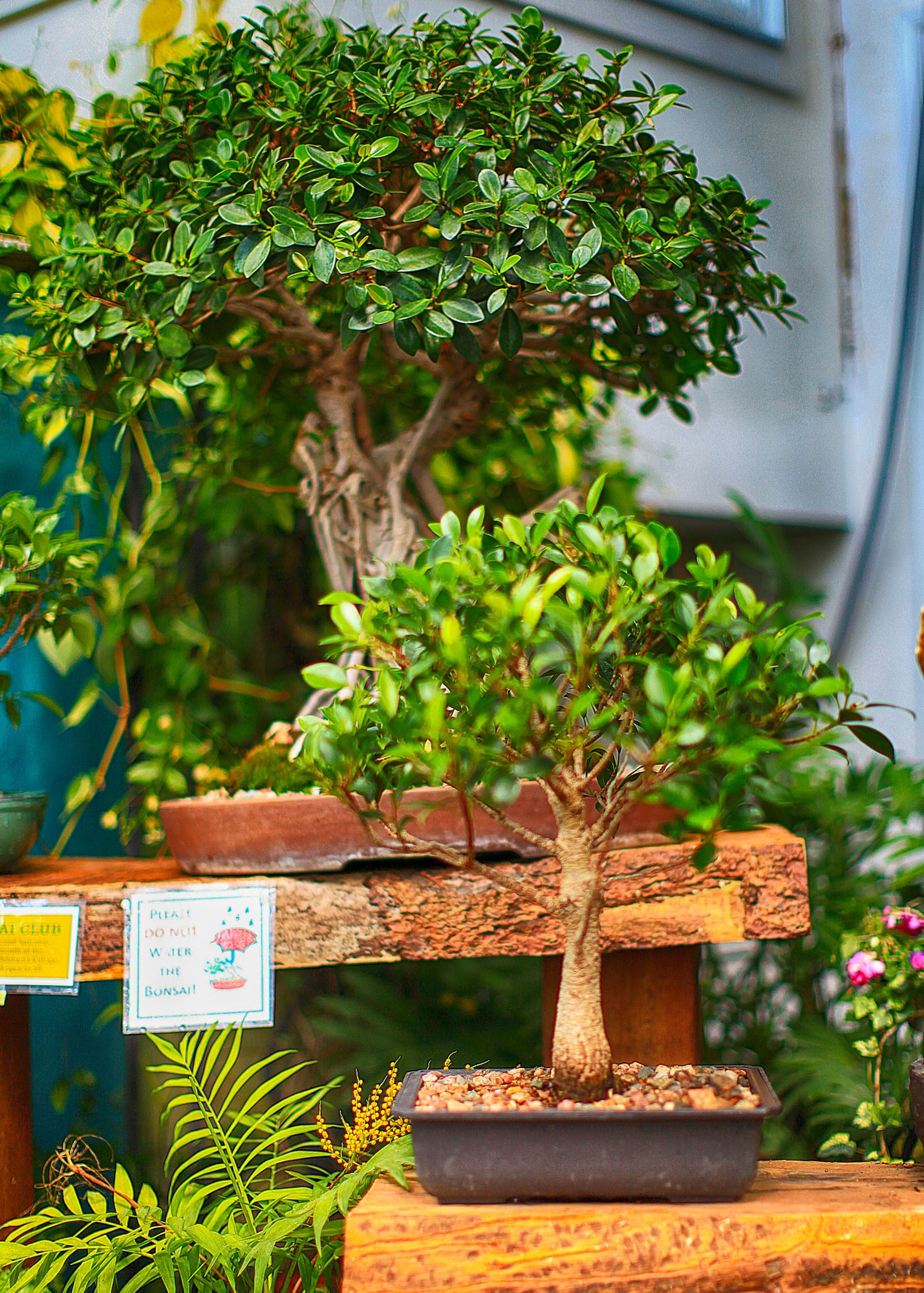 Bonsai trees sit on tables in a greenhouse in the Cheyenne Botanic Gardens April 19. (U.S. Air Force photo by Matt Bilden)