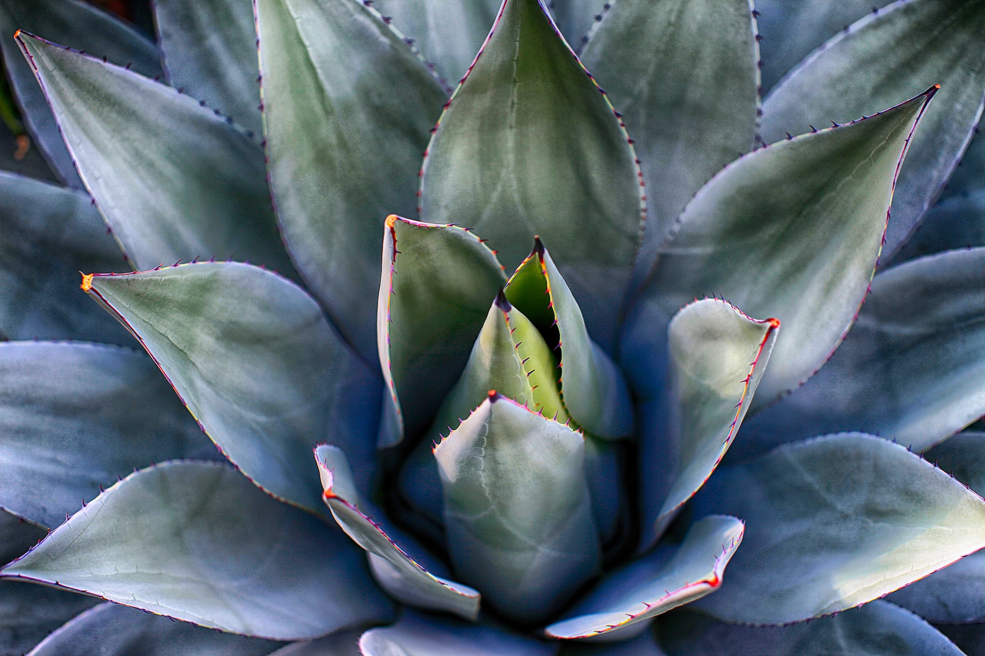 A Euphorbia lacte, also known as a brain plant, is on display in the Cheyenne Botanic Gardens April 19. (U.S. Air Force photo by Matt Bilden)