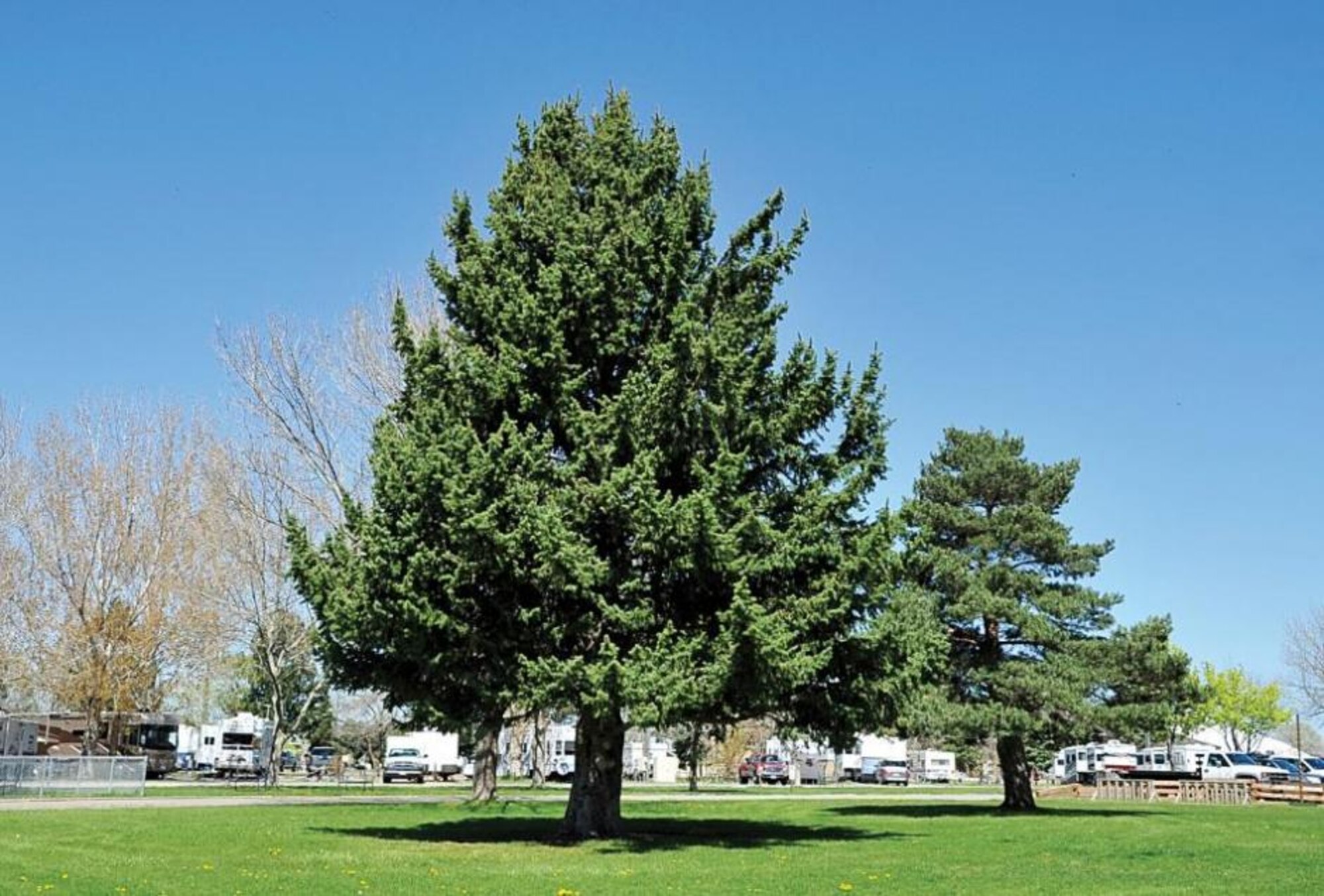 Hill Air Force Base, Utah, received recognition for its efforts to maintain such a large number of trees from the Arbor Day Foundation. This is the 20th consecutive year the base has received such recognition. (Courtesy photo/Barbara Fisher)