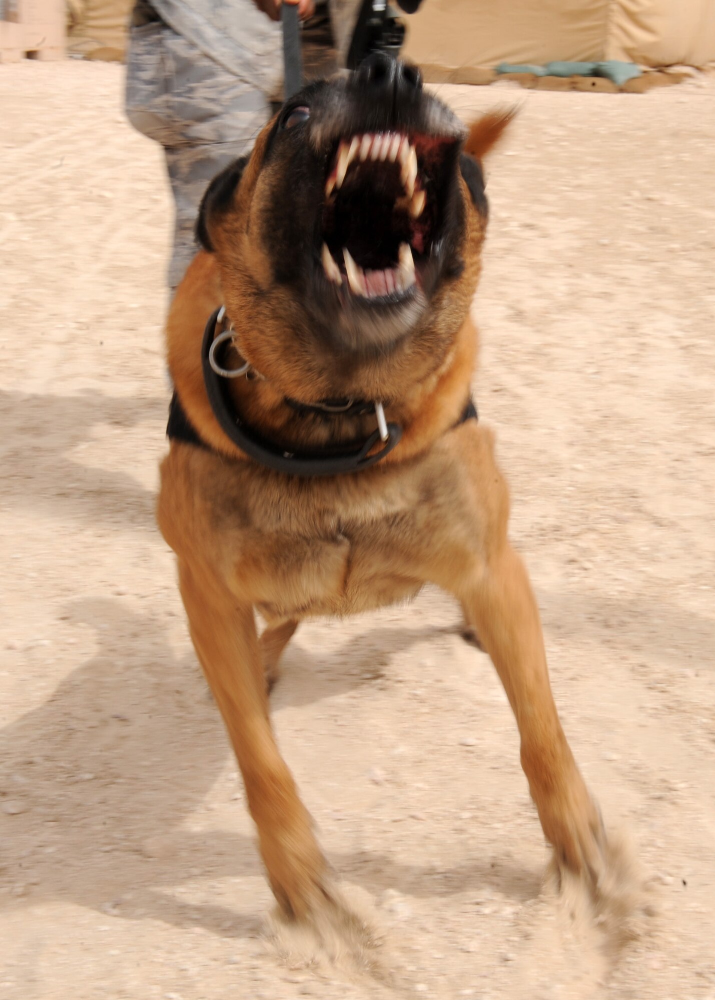SOUTHWEST ASIA – Nico warns a mock suspect to comply during a training session in the obedience yard, April 23. He has been in the Air Force military working dog program for four years. Nico is deployed from Travis Air Force Base, Calif. (U.S. Air Force photo/Staff Sgt. Joel Mease)