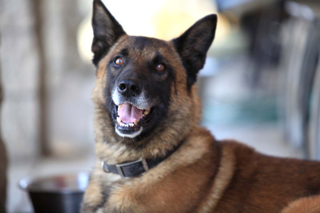 Jony, an eight-year-old Belgian Malinois and specialized search and explosive detection dog, hides out in the shade at Camp Pendleton, Calif., April 25, 2013. Jony, who went through a surgery the day before, is preparing to be adopted by his handler, Sgt. Brian Riddle, a military working dog handler with Headquarters and Support Company, 1st Law Enforcement Battalion.