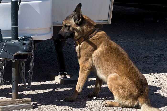 Arco, Naval Air Station Fallon Security Department military working dog, sits during explosive search training April 26, 2013, at Nellis Air Force Base, Nev. When a military working dog finds explosives they sit, then wait for the handler to acknowledge the find and “release” the dog from its sit. (U.S. Air Force photo by Senior Airman Matthew Lancaster)