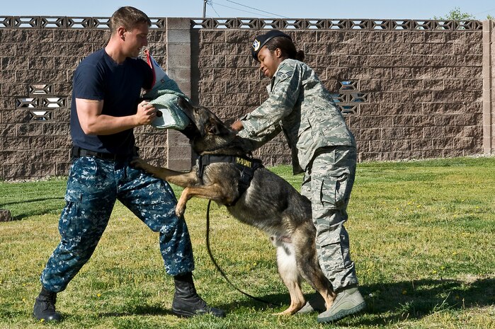 Petty Officer 3rd Class Tyler Falconer, Naval Air Station Fallon Security Department military working dog handler, impersonates an adversary while Pike, 99th Security Forces Squadron military working dog, bites him during a military working dog training April 26, 2013, at Nellis Air Force Base, Nev. Like other highly specialized items of equipment, military working dogs complement and enhance the capabilities of the military police. (U.S. Air Force photo by Senior Airman Matthew Lancaster)