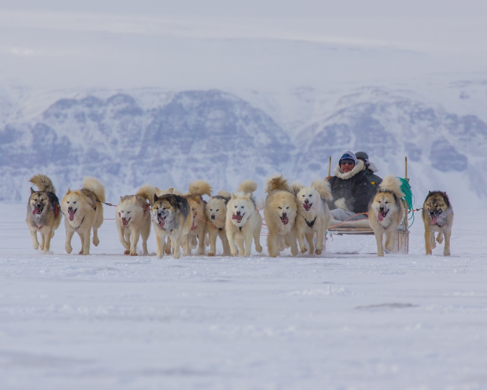 A seasoned Greenlandic hunter and his dog sled racing team speeds into the home stretch toward the finish line March 30. Thule Air Base celebrated Armed Forces Day March 30-31 by inviting native Greenlandic residents to the base, some of whom traveled up to three days across the extremely cold environment by dog sled to attend the celebration. (U.S. Air Force photo/Master Sgt. Robert Brown)